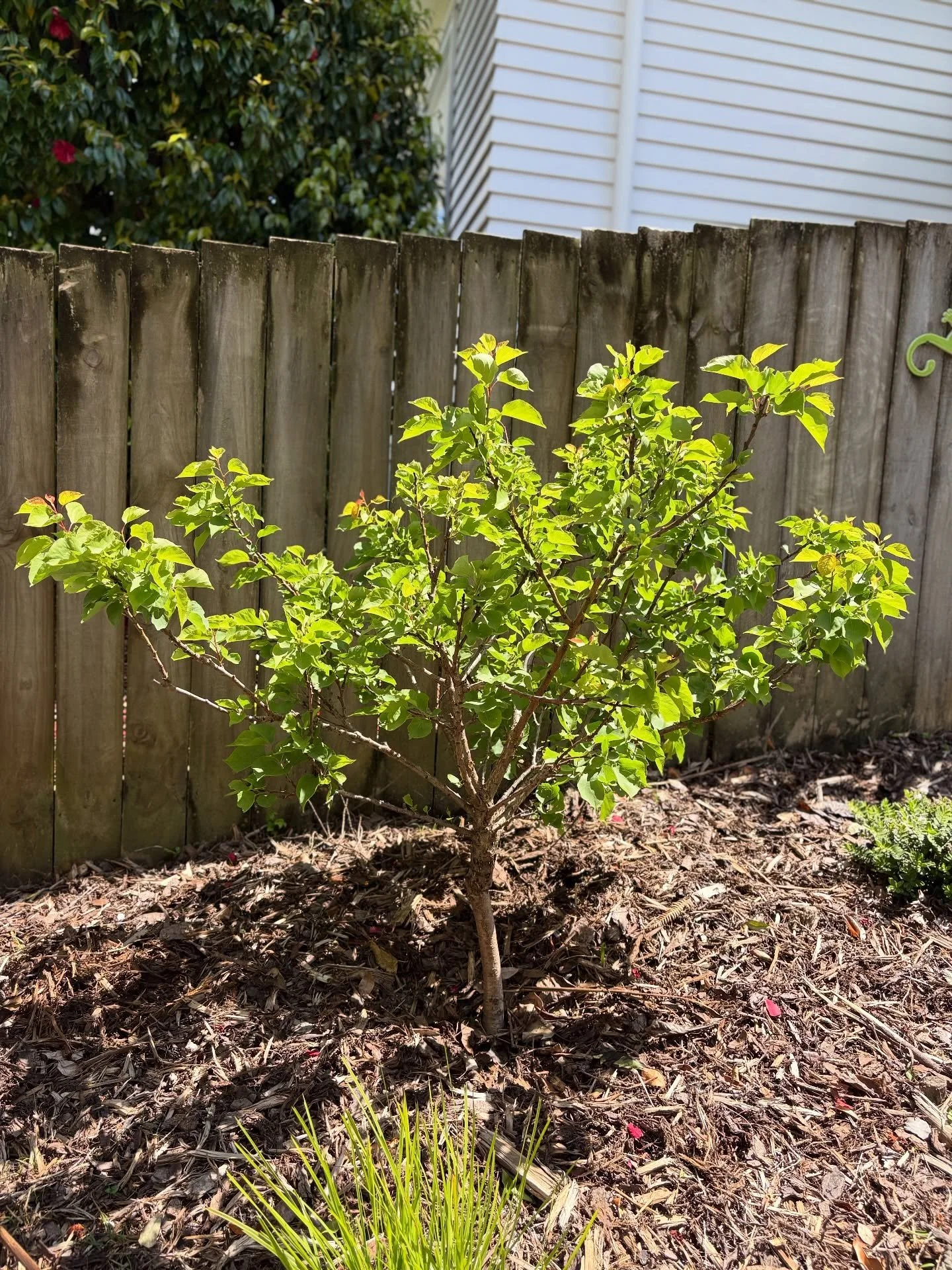 Ooooh, our garden at MBCC is just delightful at this time of year! Our teachers and tamariki have been working hard doing lots of planting 🌱 and everything is growing so well! We have beautiful flowers (including dahlias!), citrus 🍊 and other fruit