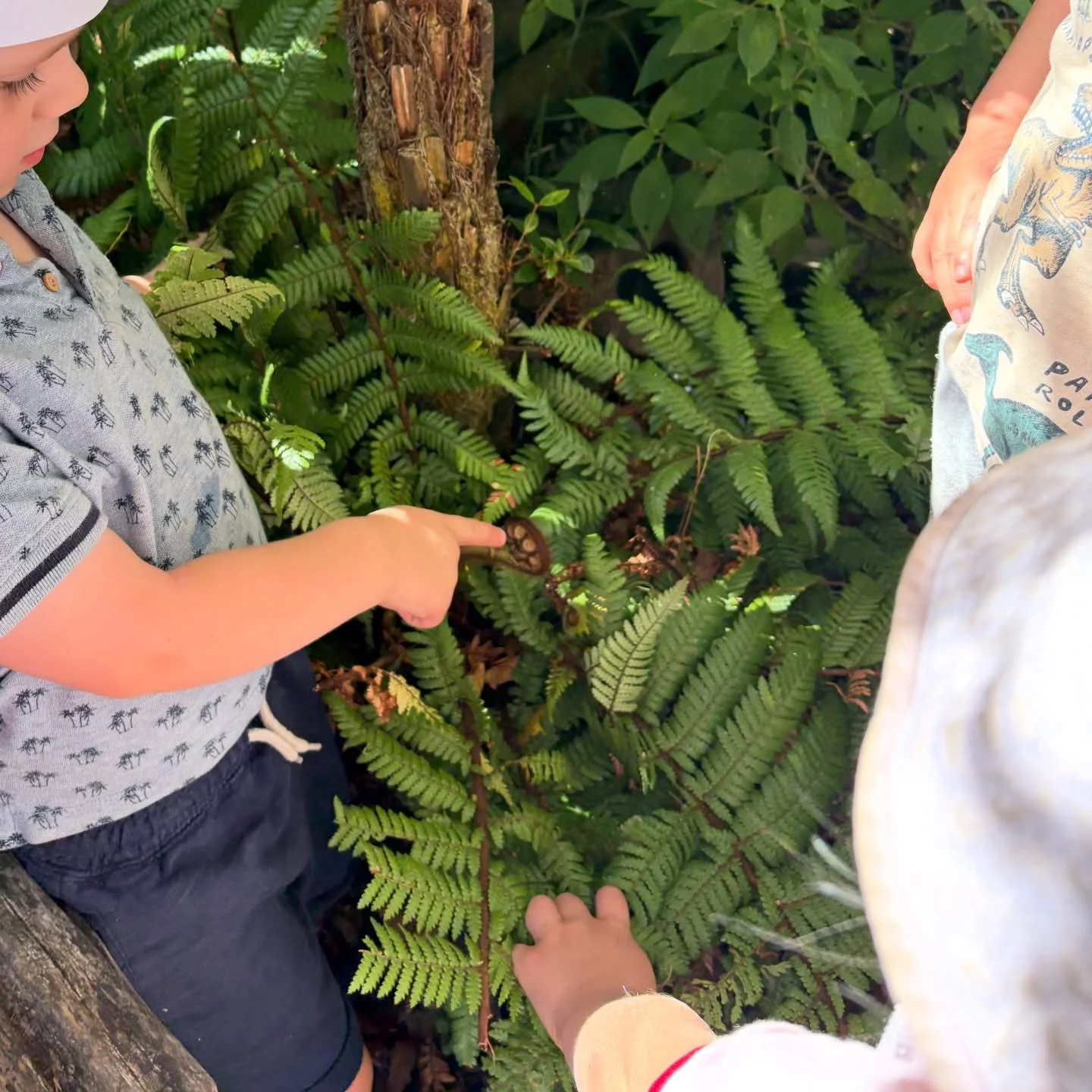 A special little garden discovery at MBCC this afternoon&hellip; a perfectly formed punga frond. 🌀✨💚