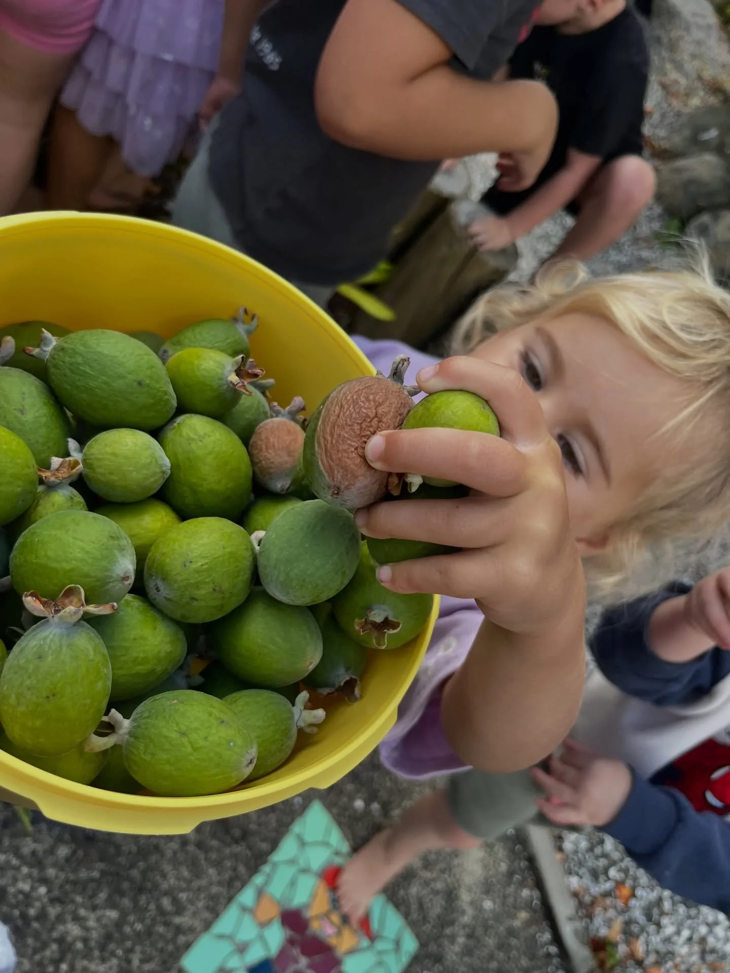 It&rsquo;s Feijoa season! Our tamariki found so many in our front garden this morning and we were very kindly donated a big bag of them from one of our lovely families. We might need to make a big batch of feijoa muffins this week. Yummy! 💚💚💚💚💚