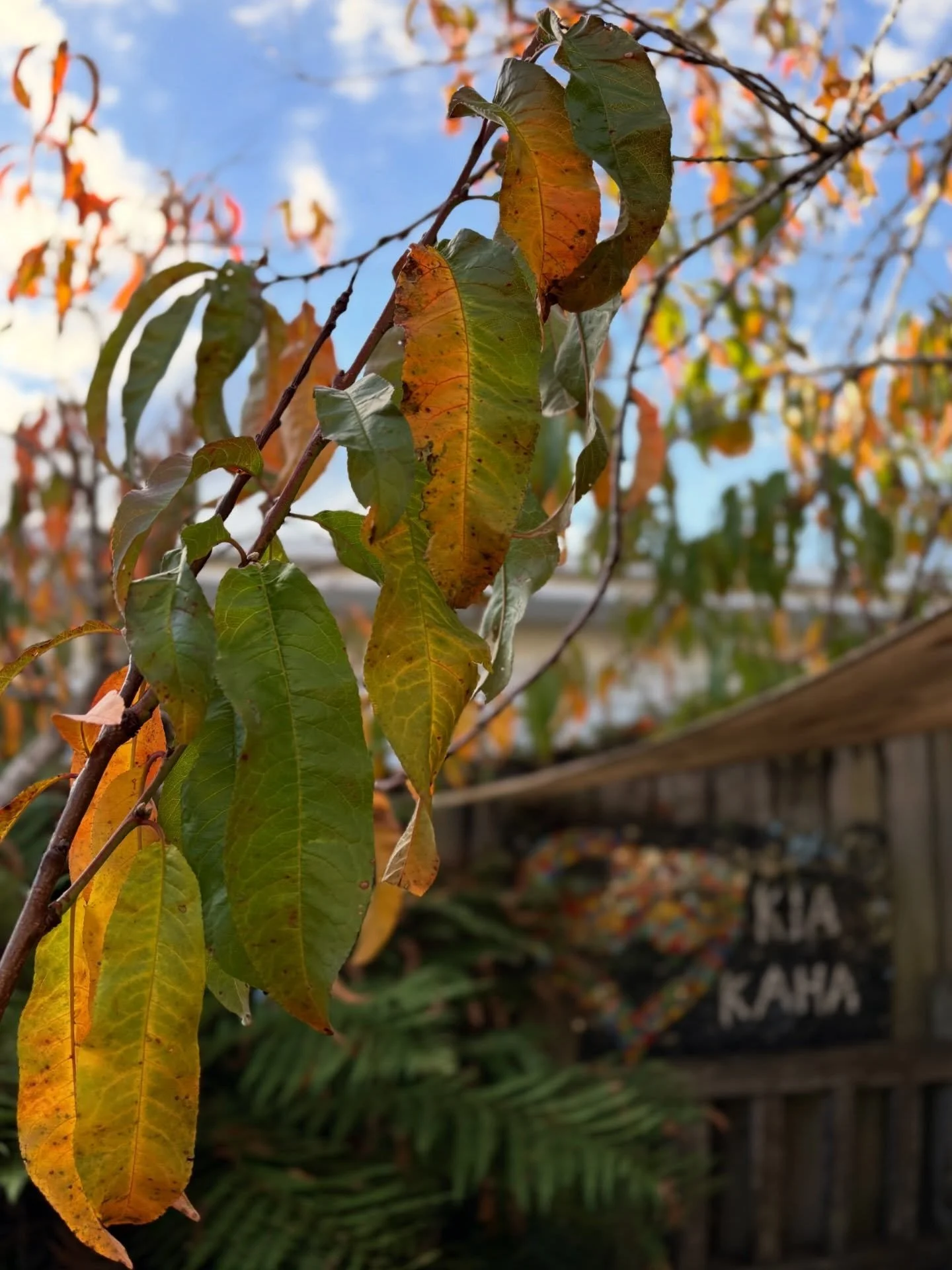 Autumn at MBCC. 💚🍂🧡🍁💚