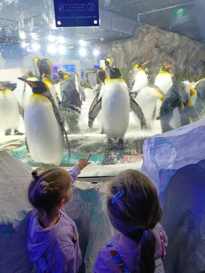 This week our older MBCC tamariki visited Kelly Tarltons as a celebration of all the learning we have been doing about our oceans 🌊, the sea life that inhabit them and how we can take care of them. It was such a fun day! We saw sharks 🦈, penguins ?