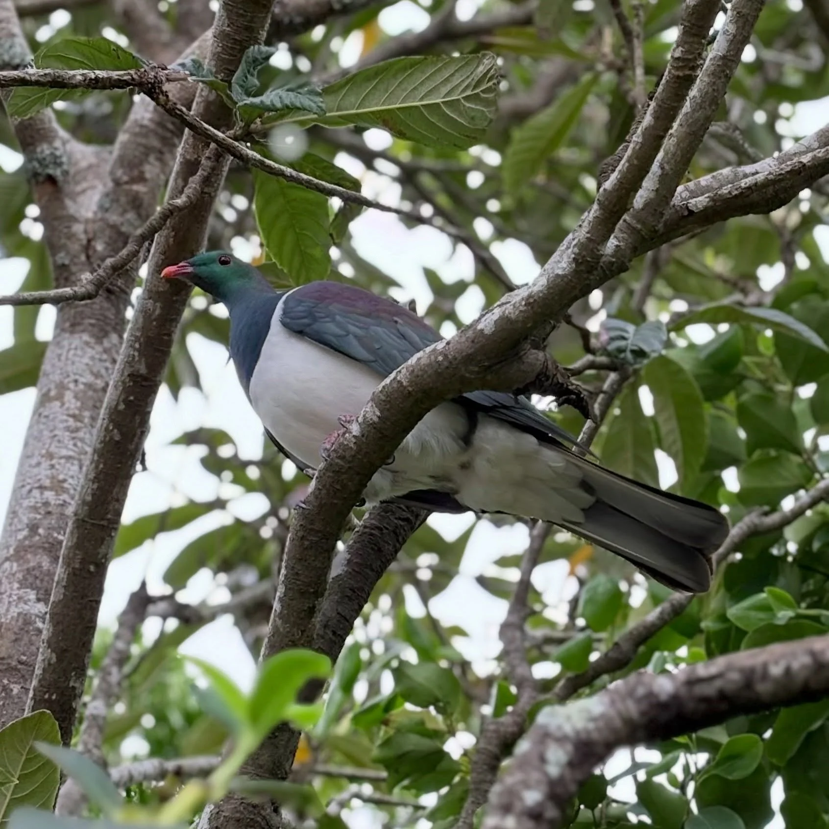 What a lovely visitor we had at MBCC today&hellip; he swooped through the playground and up to the loquat tree to feast on the fruit. We are so lucky to have such beautiful birdlife around us at the centre. 💚🦜🪶💚