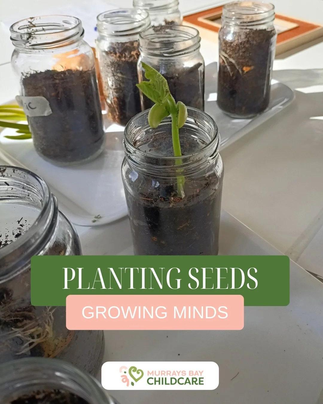 Planting Seeds, Growing Minds at Murrays Bay Childcare.

What fun we have had planting our bean seeds and watching them grow 🌱. Check out our journey so far here!