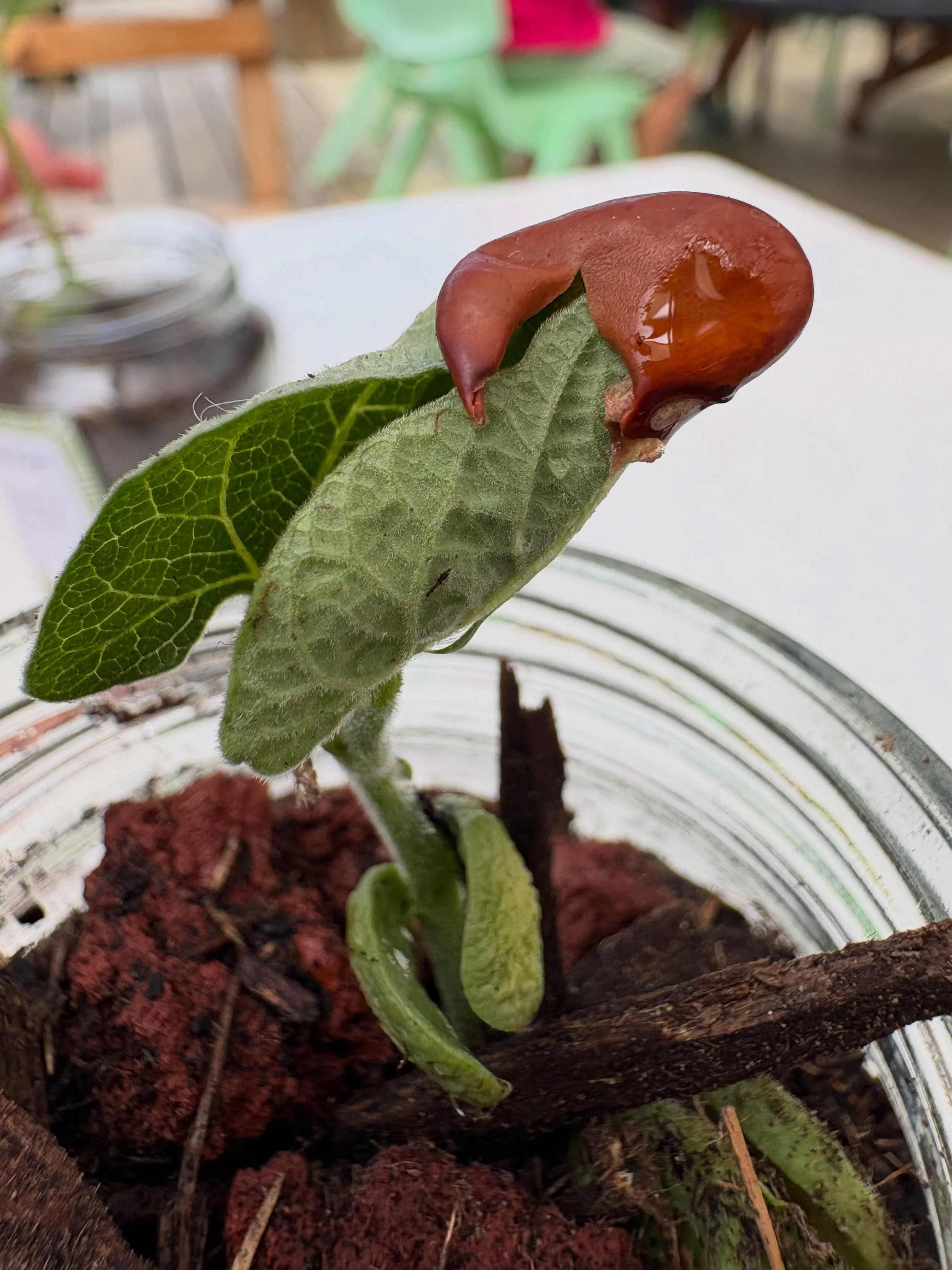 The Magic of Gardening&hellip;. Our bean seeds that we planted a few weeks ago are continuing to grow and thrive here at MBCC and at home for those who have taken them. 

This has been amazing to see for one of the plants we are still caring for at t