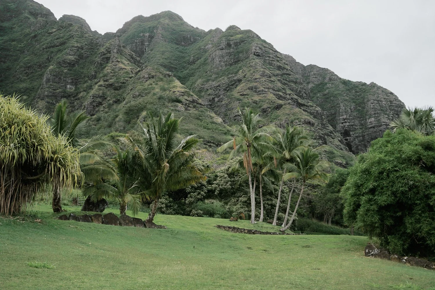 Lush green landscape with tropical palm trees and large rocks in front of a mountainous background.