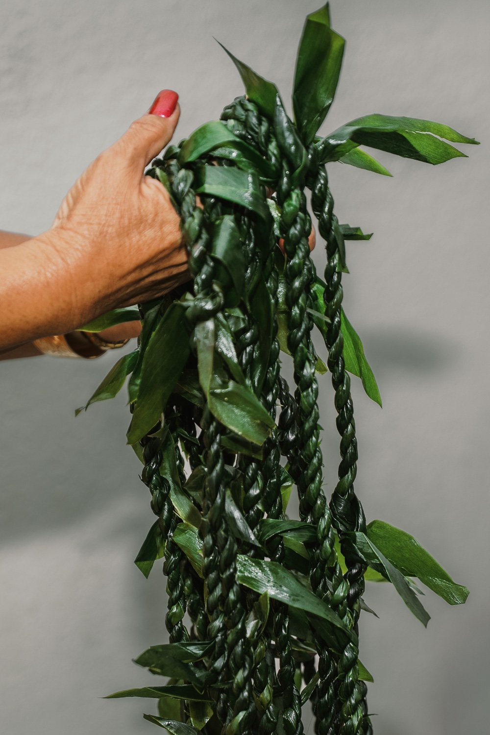 A hand holding a braided green plant with long braided strands and broad green leaves, against a plain gray background.