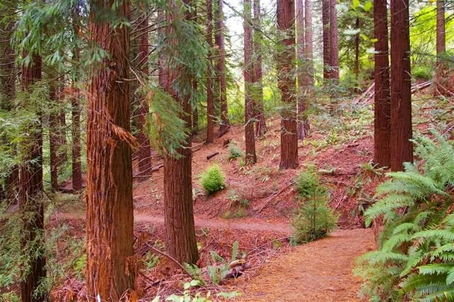 HoytArboretum1.jpg