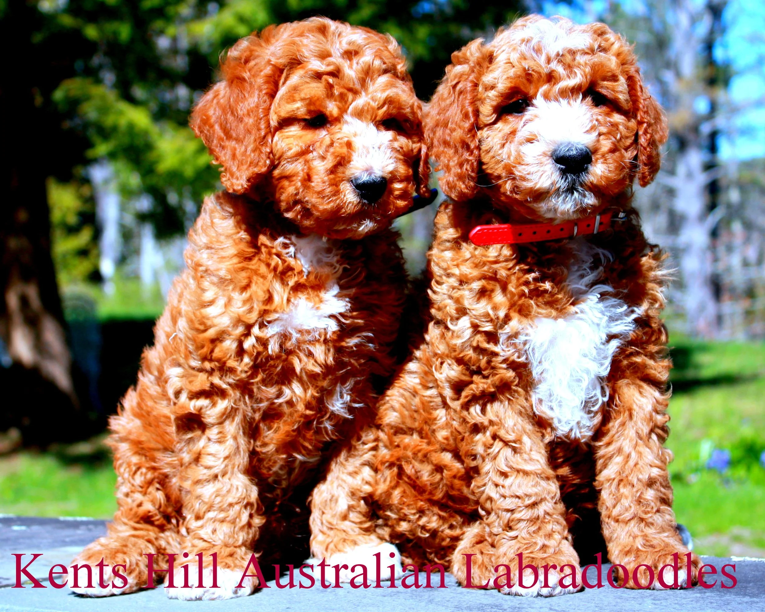 Kents Hill Australian Labradoodles May 2026 (5).JPG