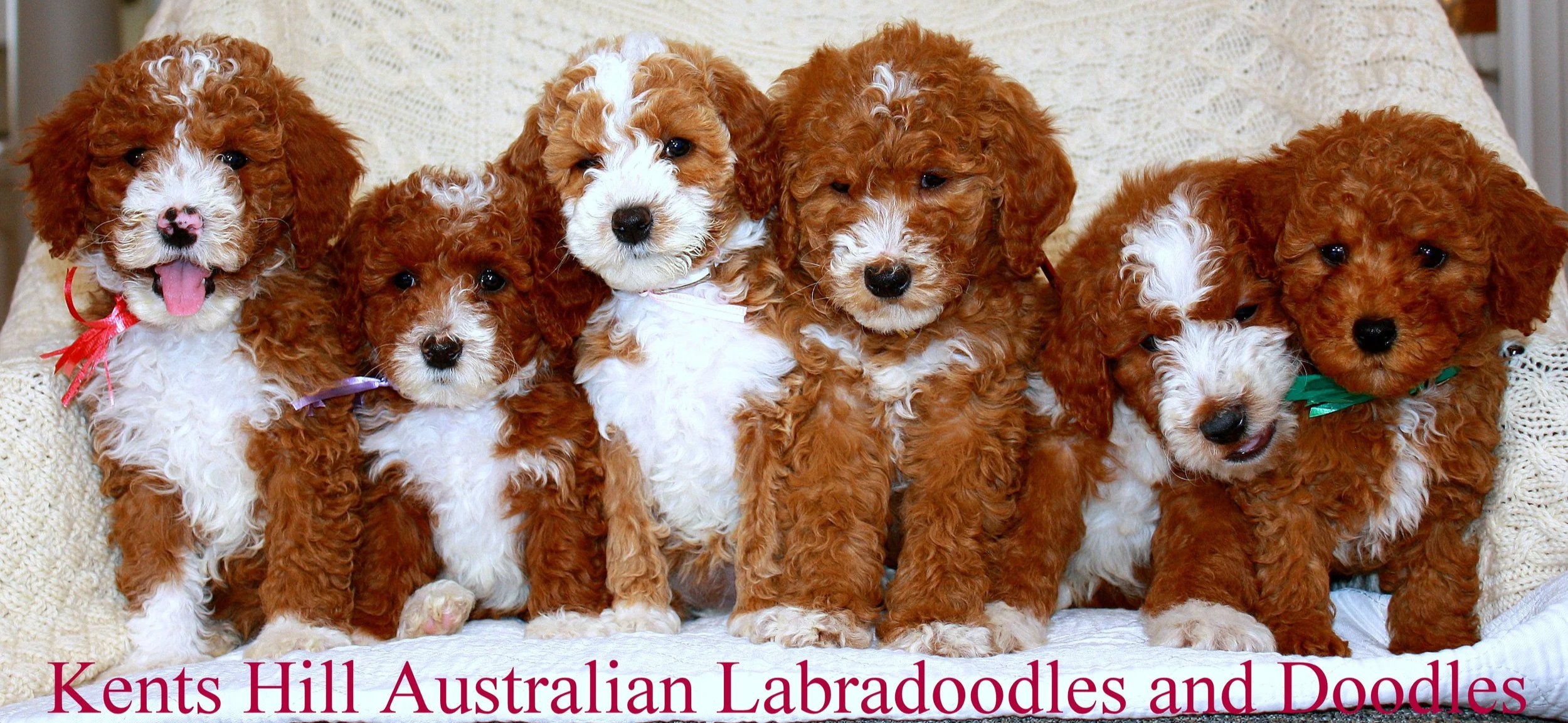 KHALD+Puppies+%286%29.png
