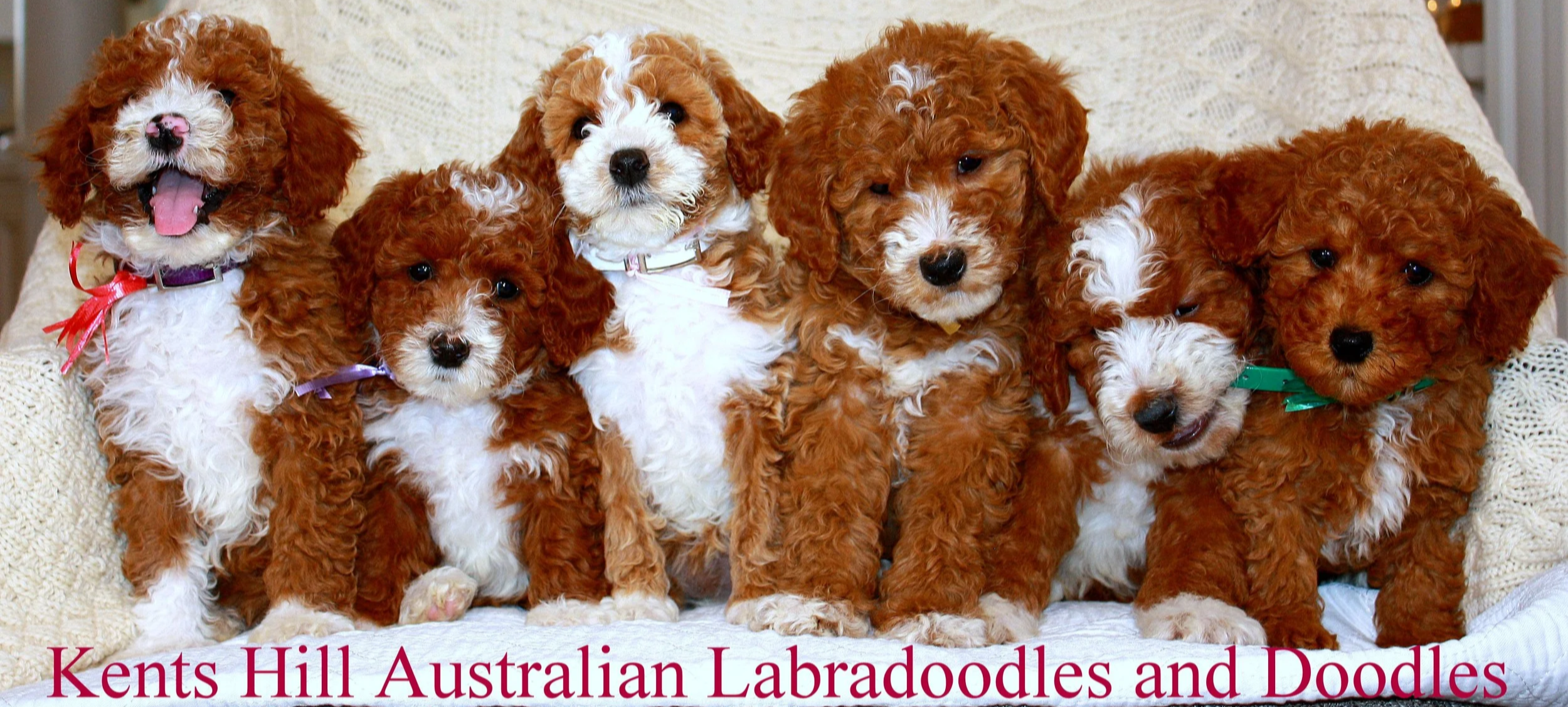 KHALD%25252BPuppies%25252B%252525287%25252529.png