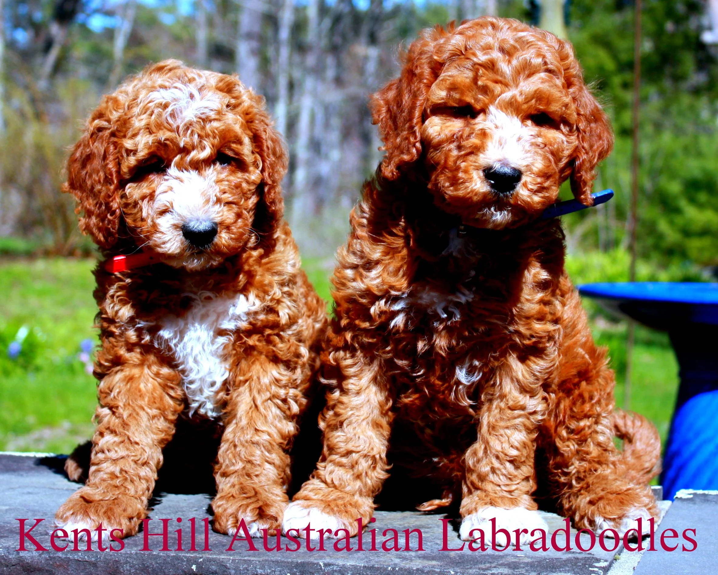 Kents Hill Australian Labradoodles May 2026 (8).JPG