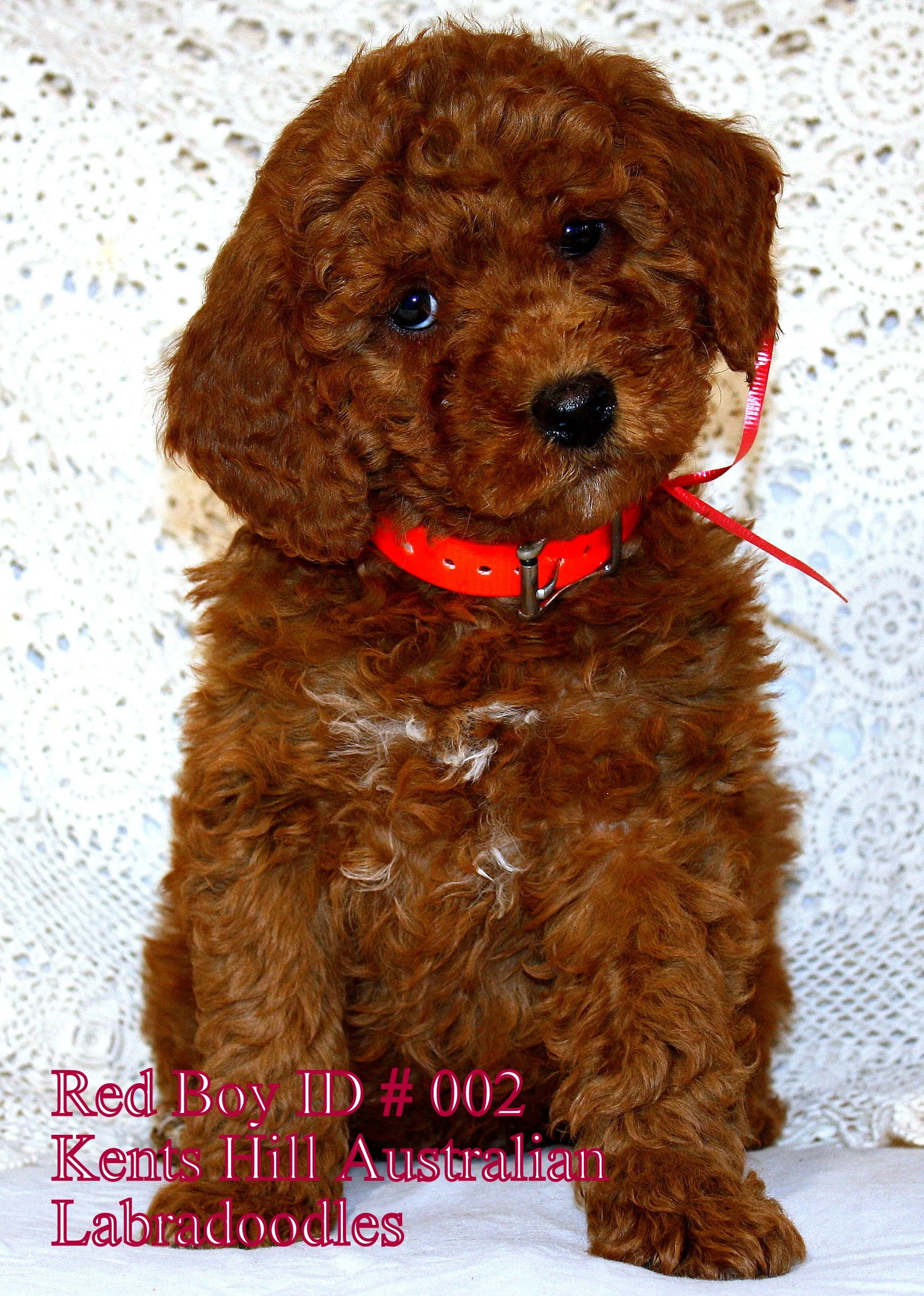 3.Red Boy ID 002 (1).JPG