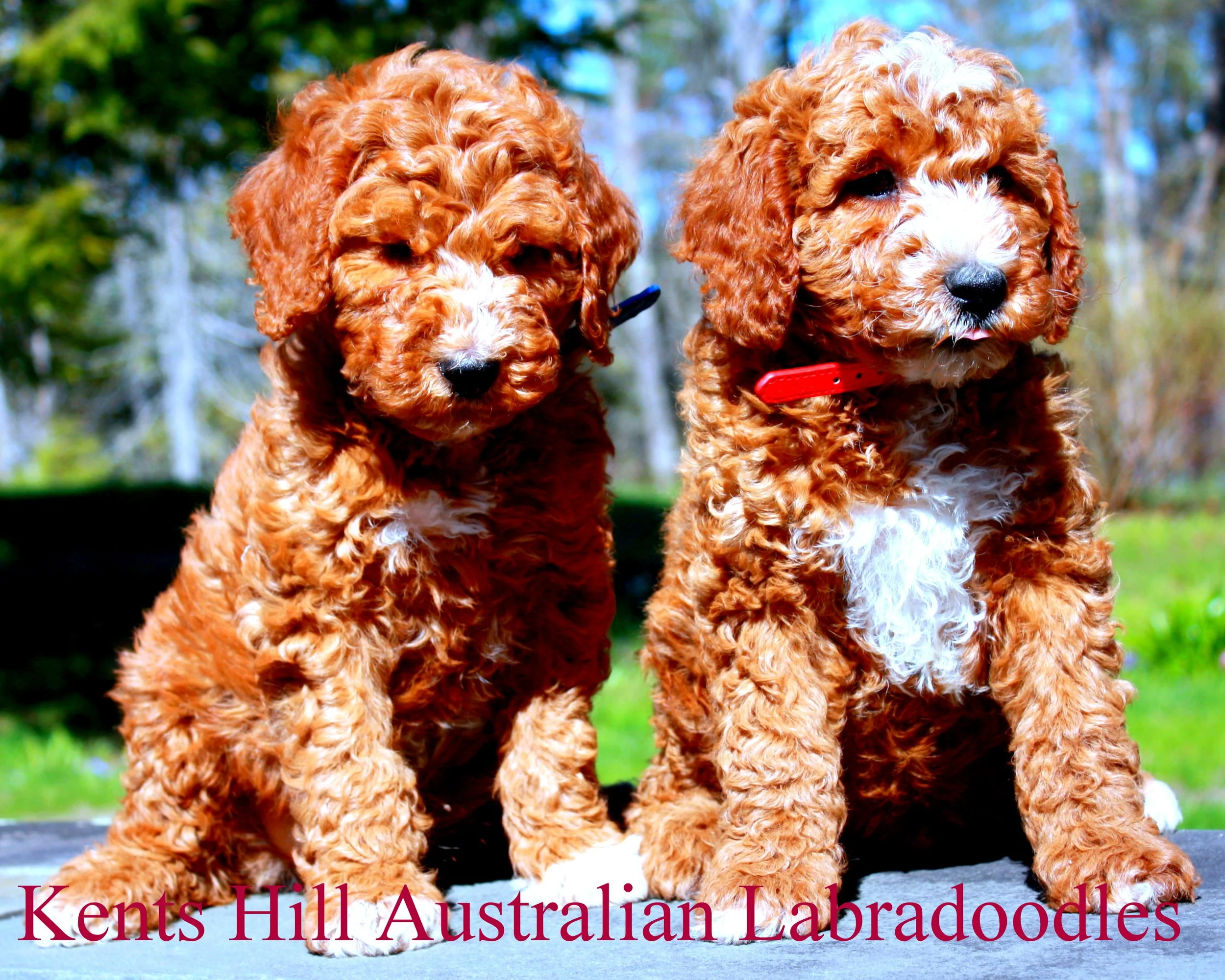 Kents Hill Australian Labradoodles May 2026 (1).JPG