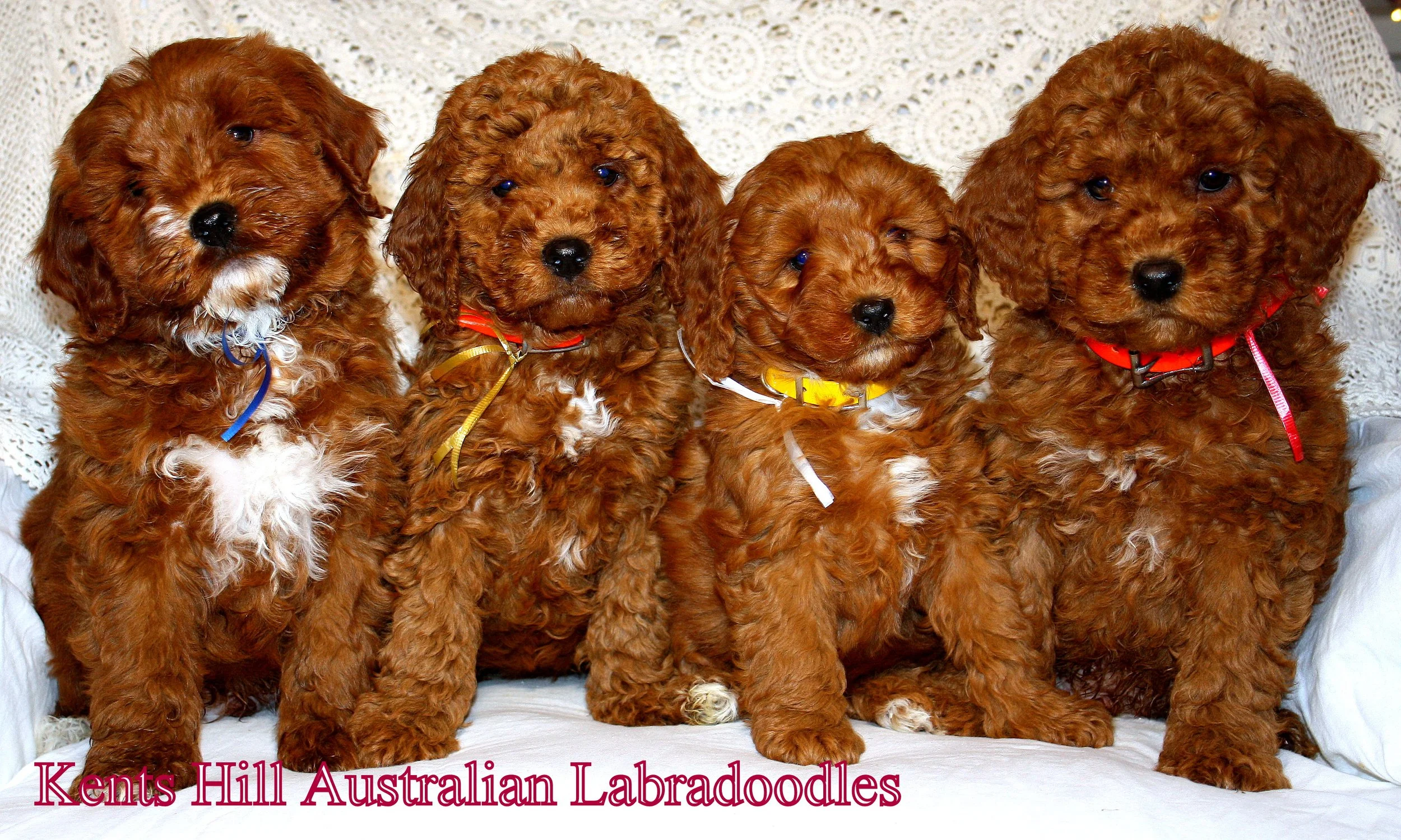 1.Kents Hill Australian Labradoodles (1).JPG