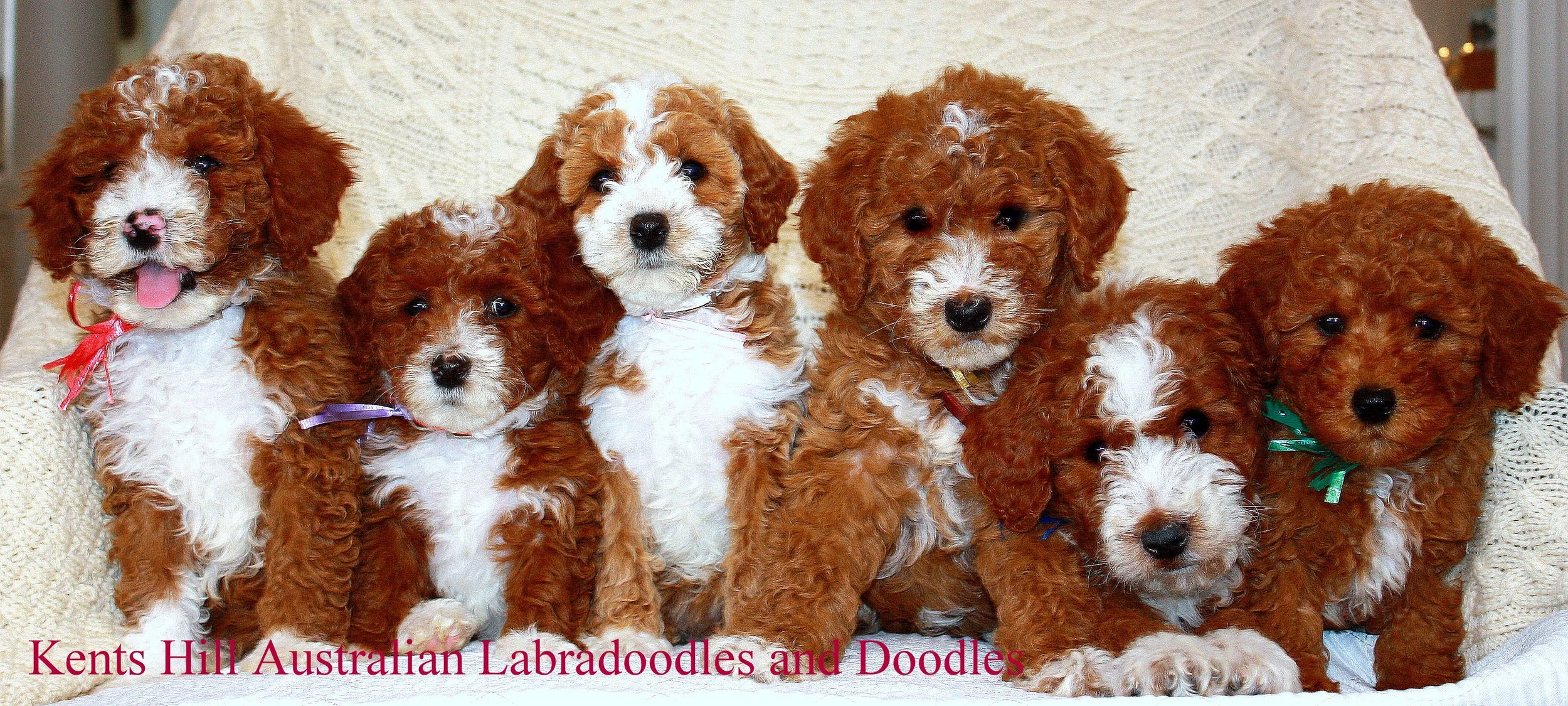 KHALD Puppies (5).JPG