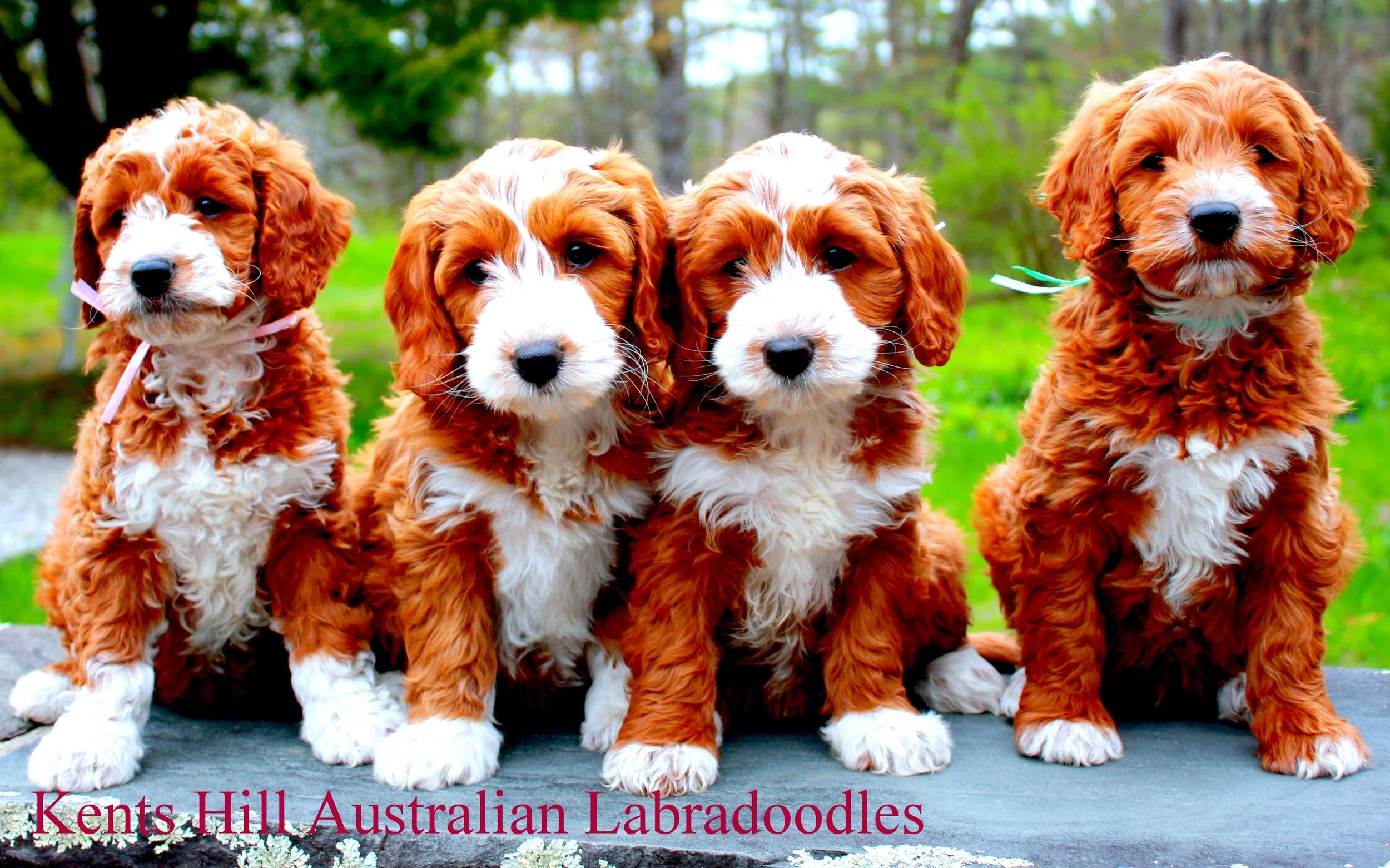 Kents Hill Australian LabradoodlesKHALDGM0926 (10).JPG