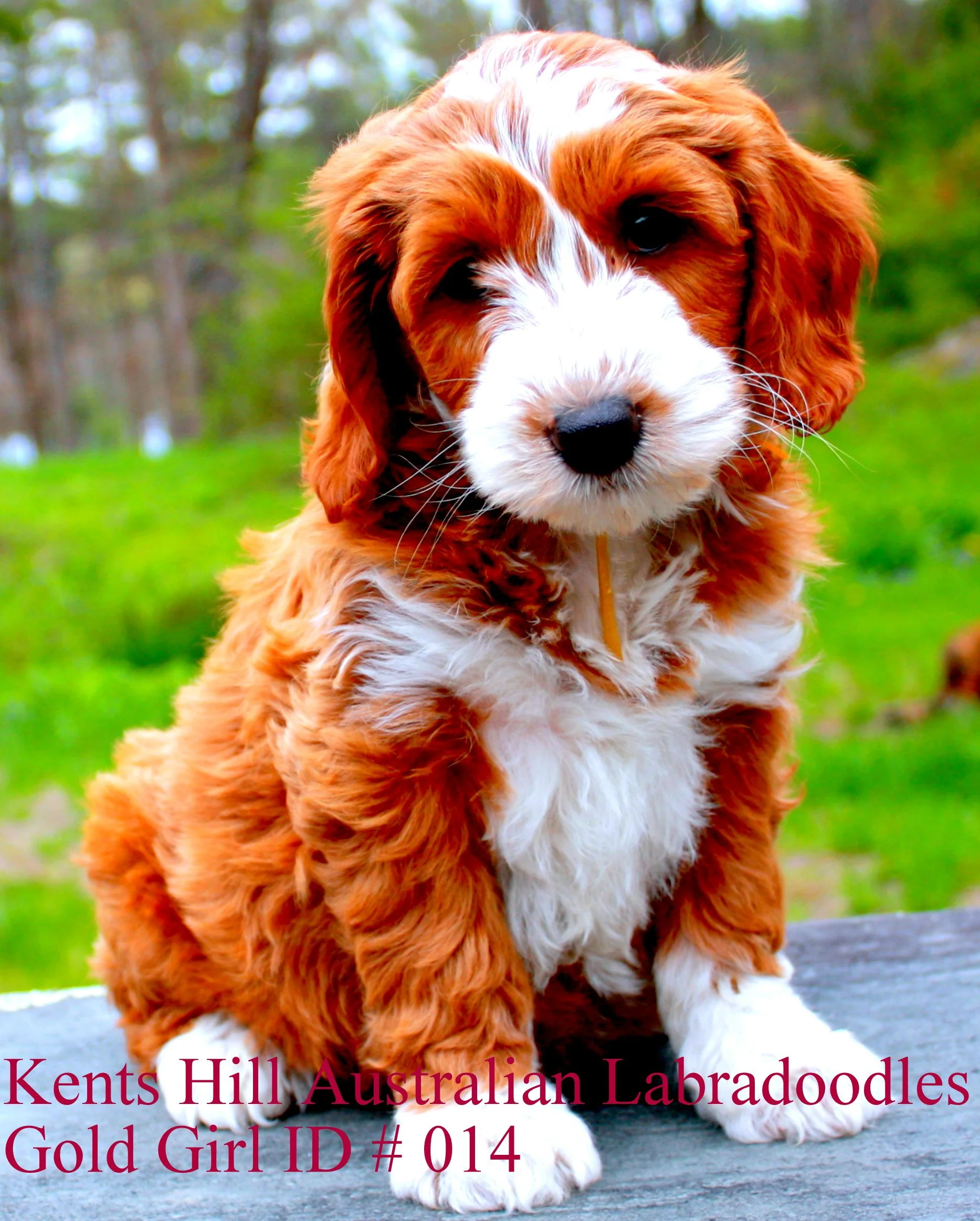 014KHALDGMGold Girl ID # 014 (8).JPG