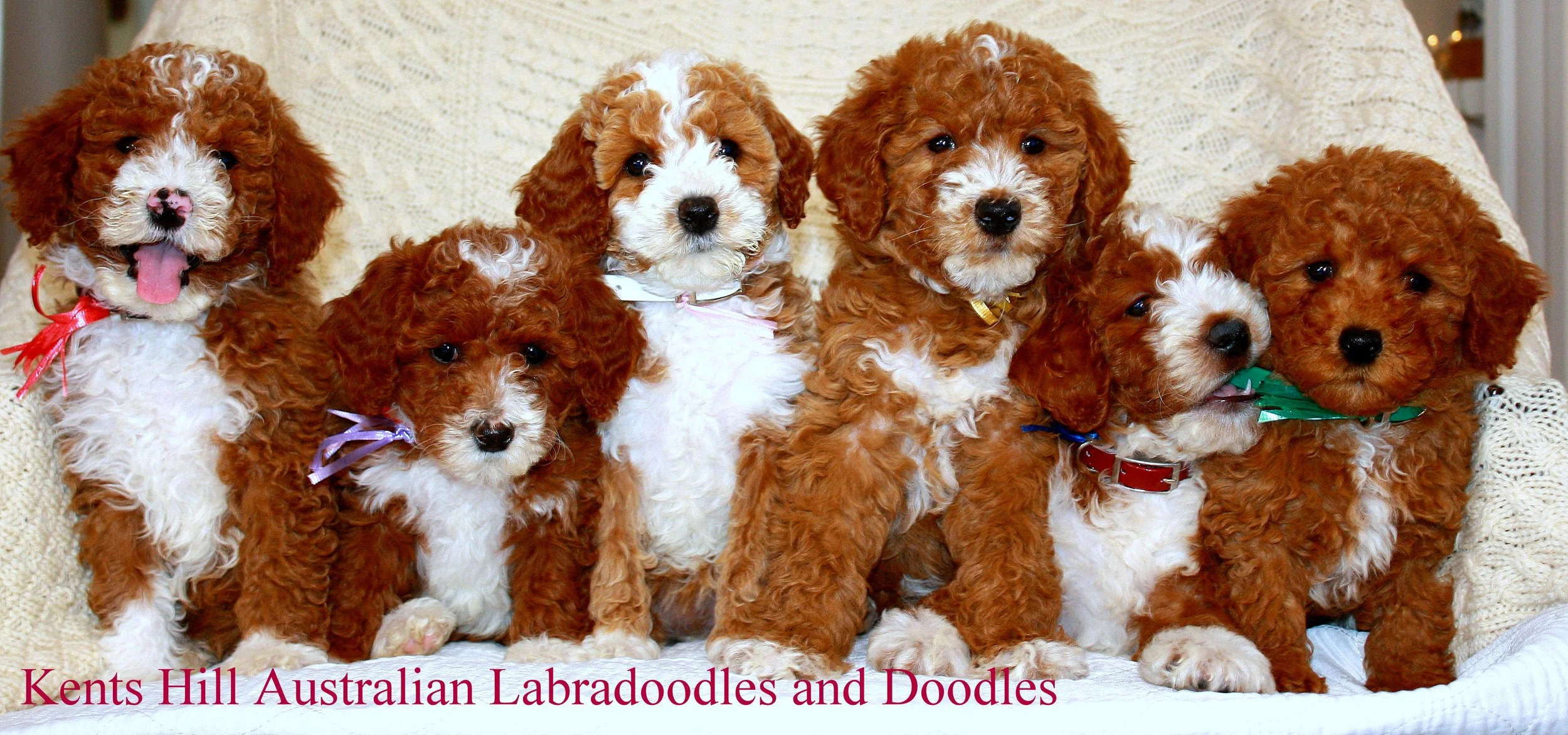 KHALD Puppies (2).JPG