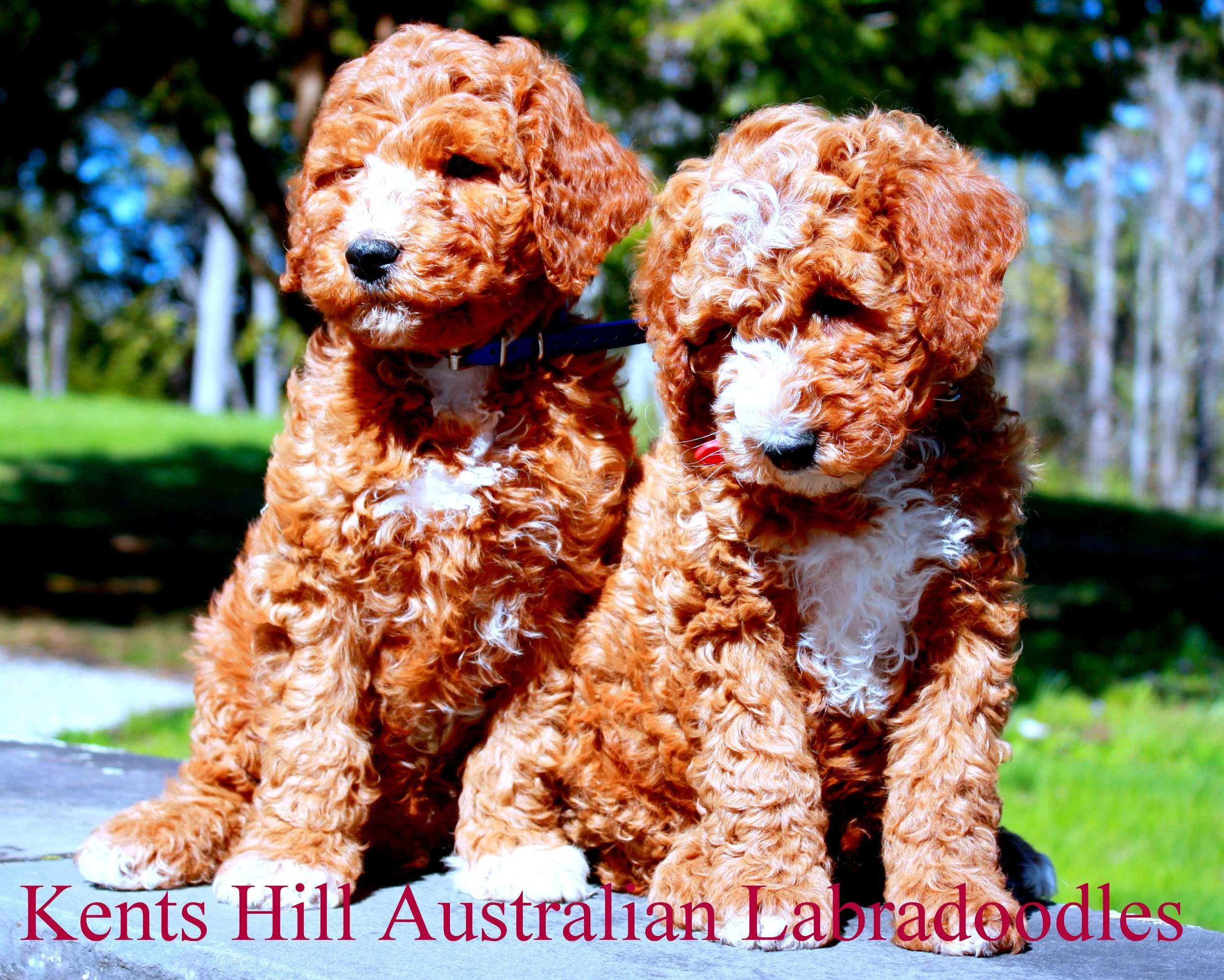 Kents Hill Australian Labradoodles May 2026 (6).JPG