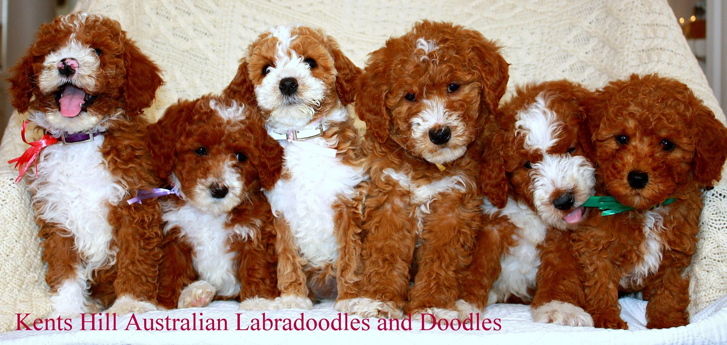KHALD Puppies (1).JPG