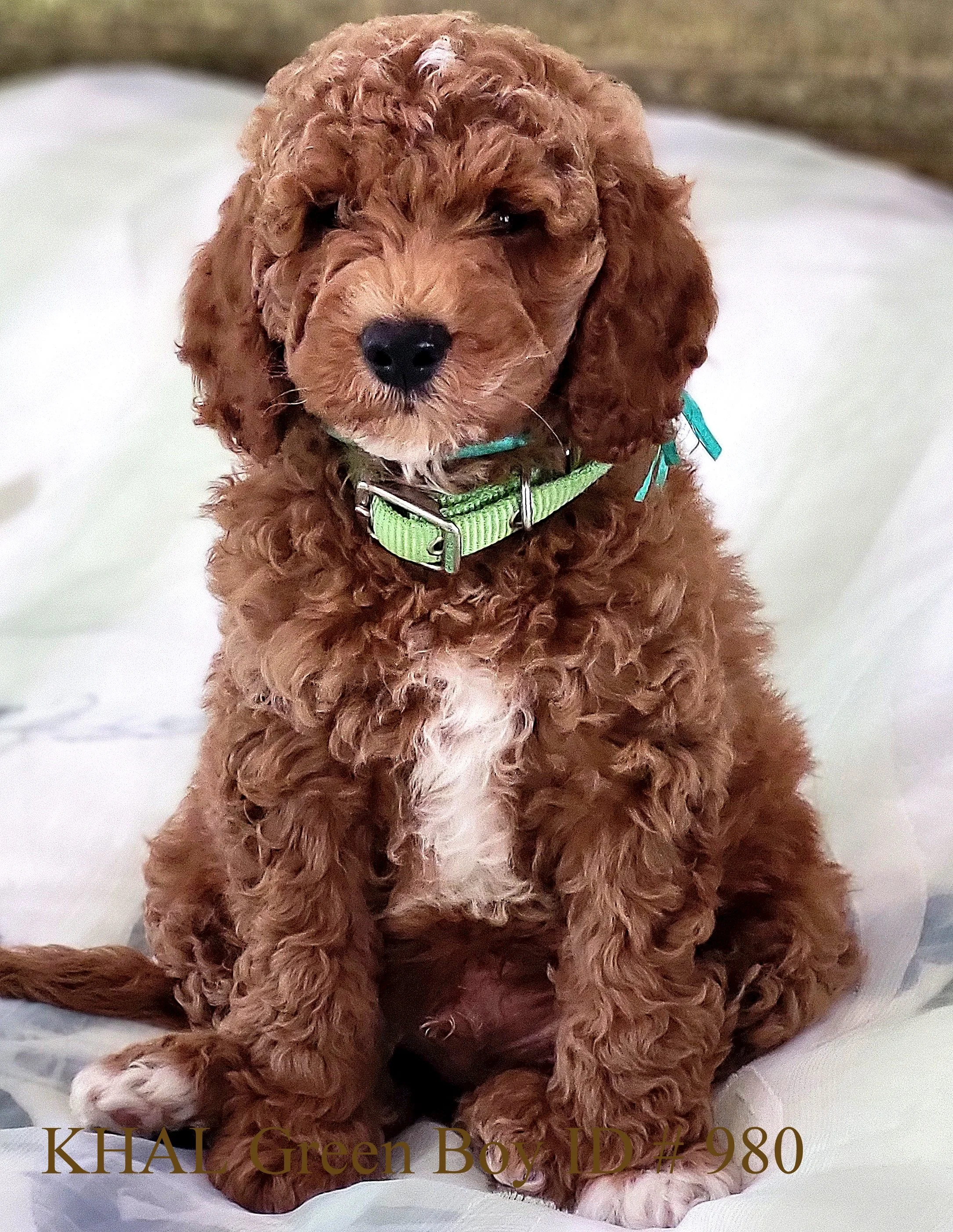 980 KHALGreen Boy ID# 980 (15).jpg