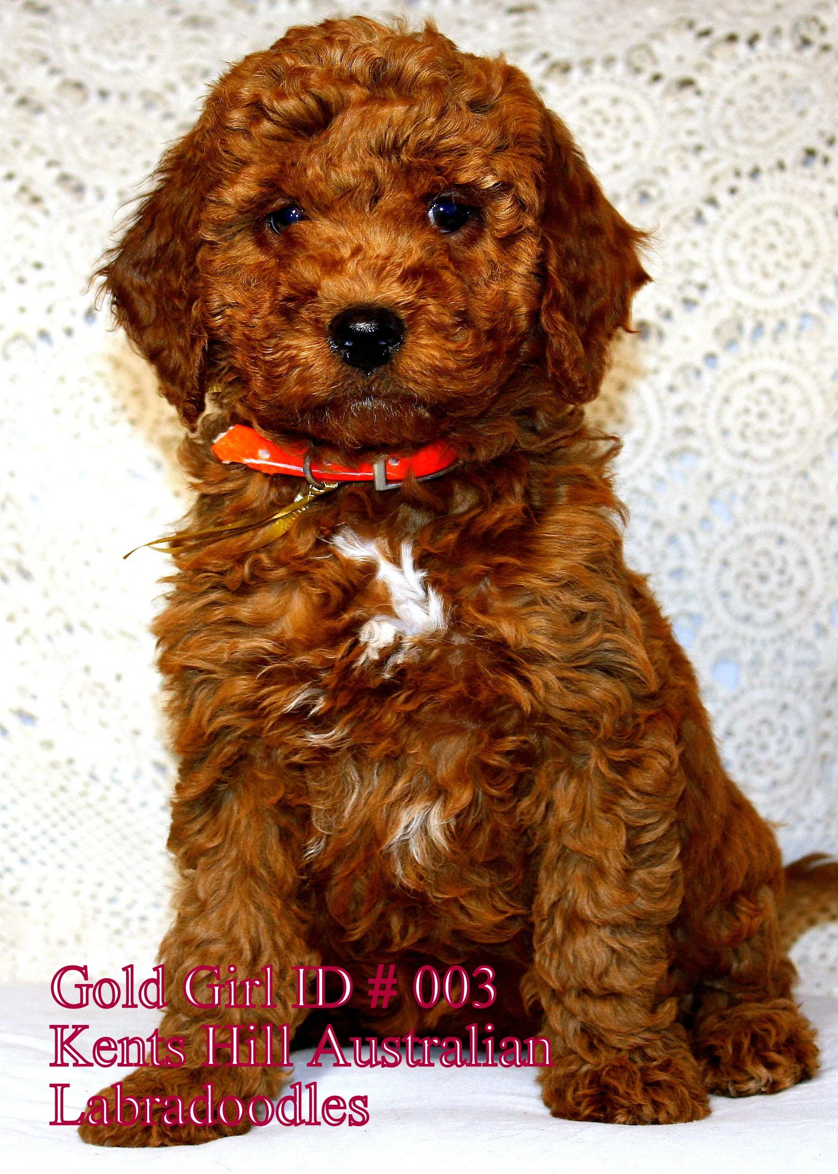 4.Gold Girl ID 003 (1).JPG