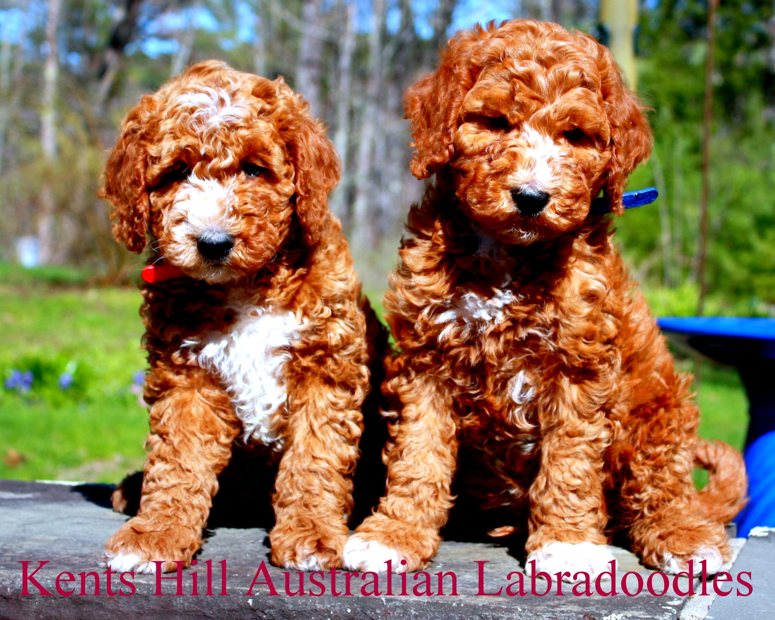 Kents Hill Australian Labradoodles May 2026 (7).JPG