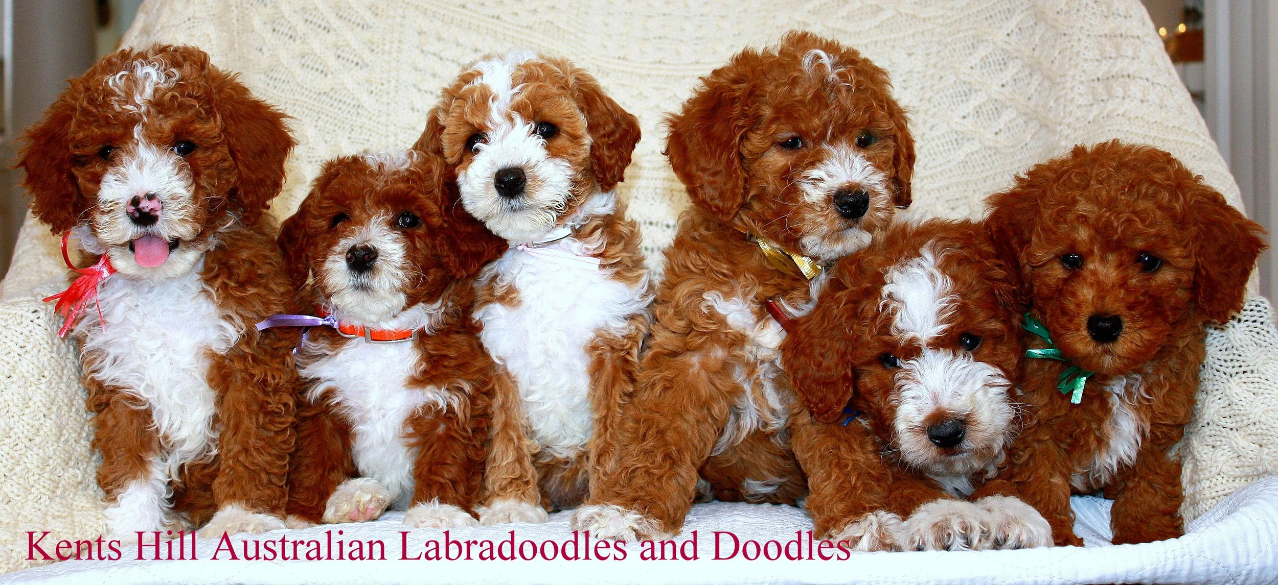 KHALD Puppies (3).JPG
