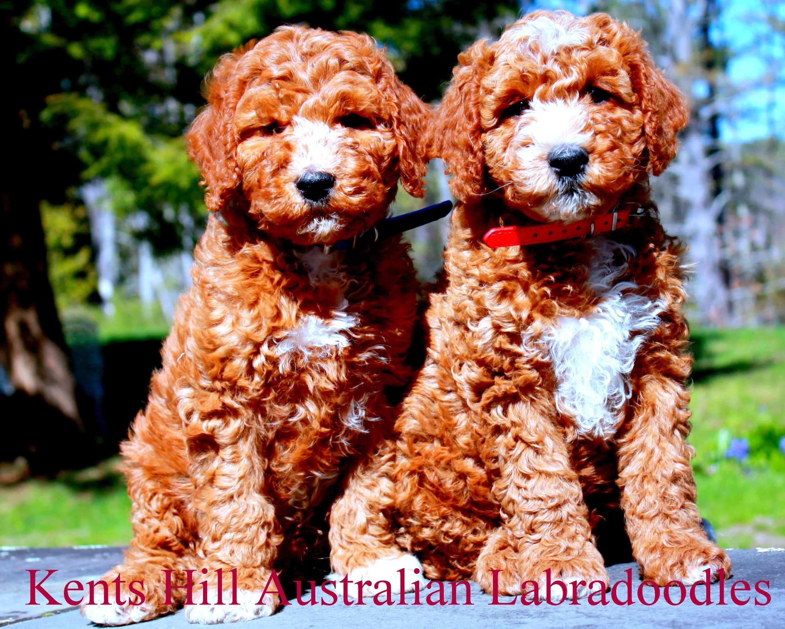Kents Hill Australian Labradoodles May 2026 (3).JPG