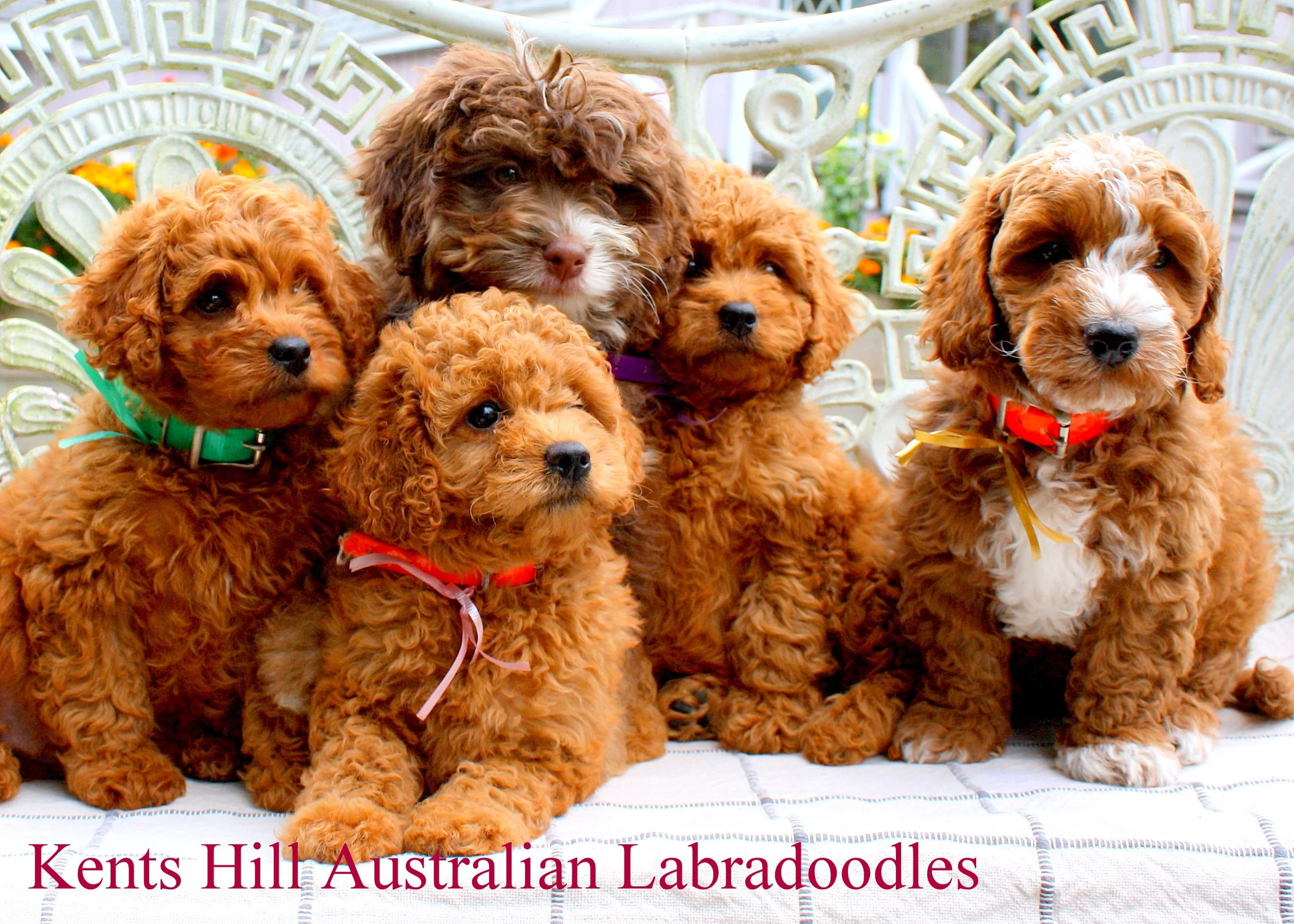 Kents Hill Australian Labradoodles  10.15 (4).JPG