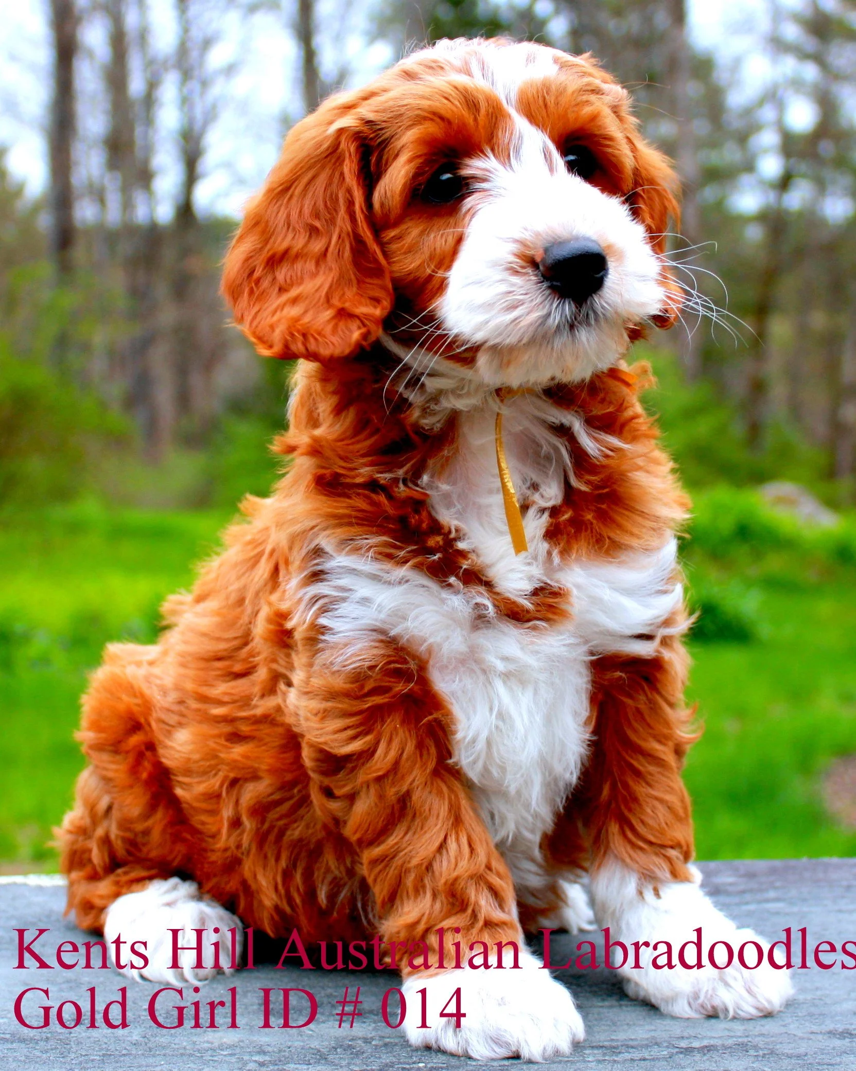 014KHALDGMGold Girl ID # 014 (9).JPG