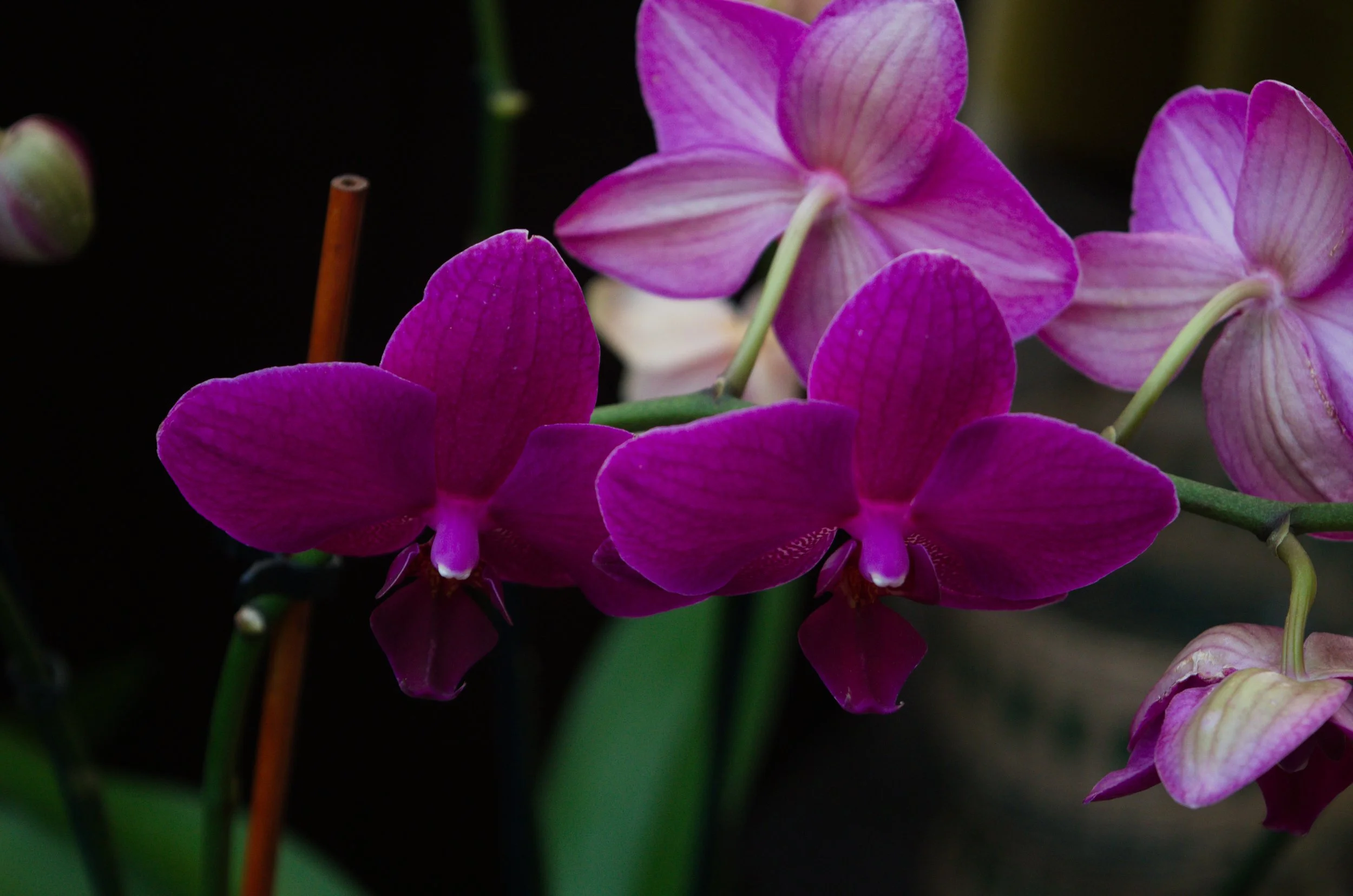 DSC_0160.jpg