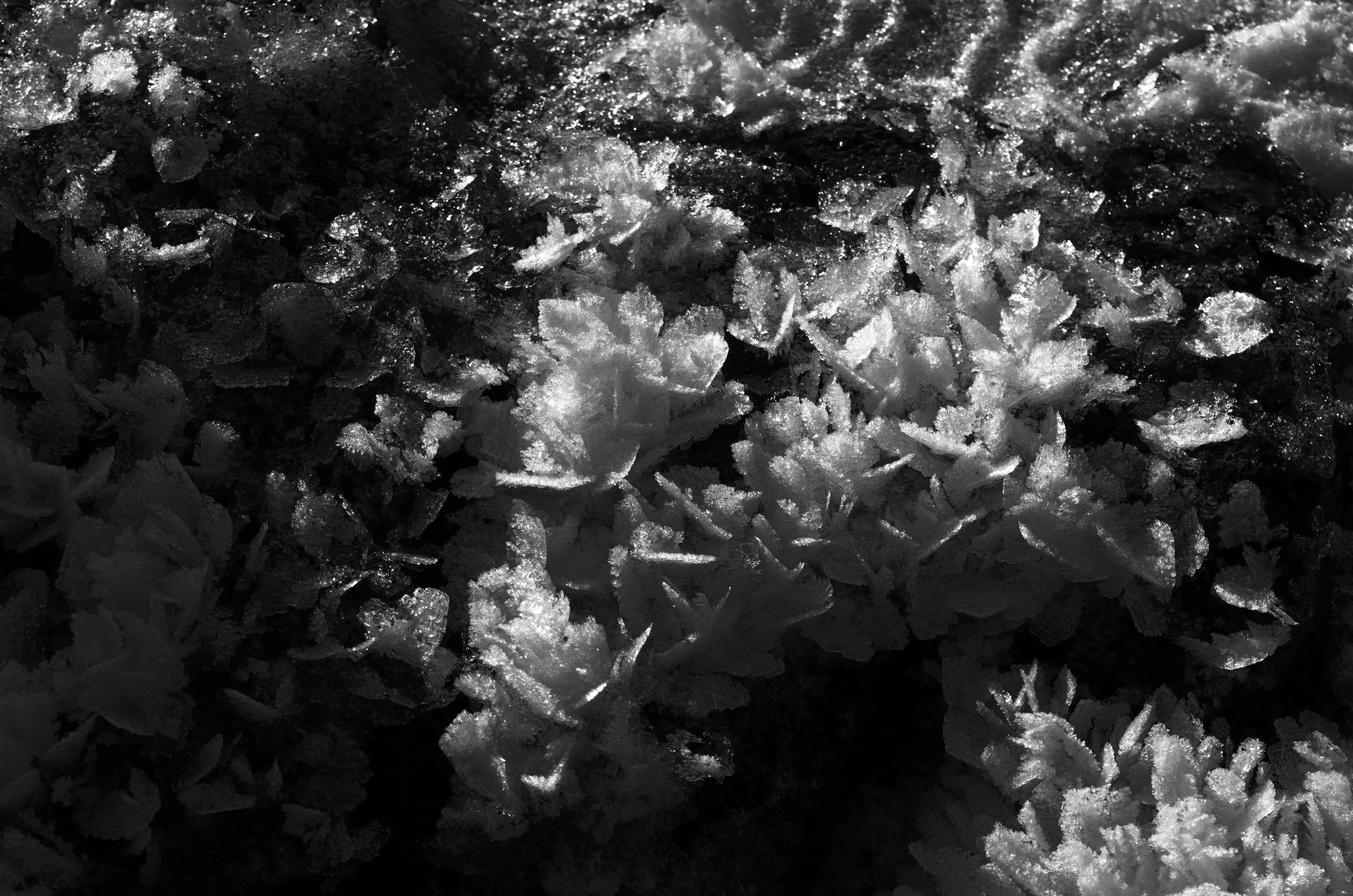 DSC_0045 - Copy.jpg