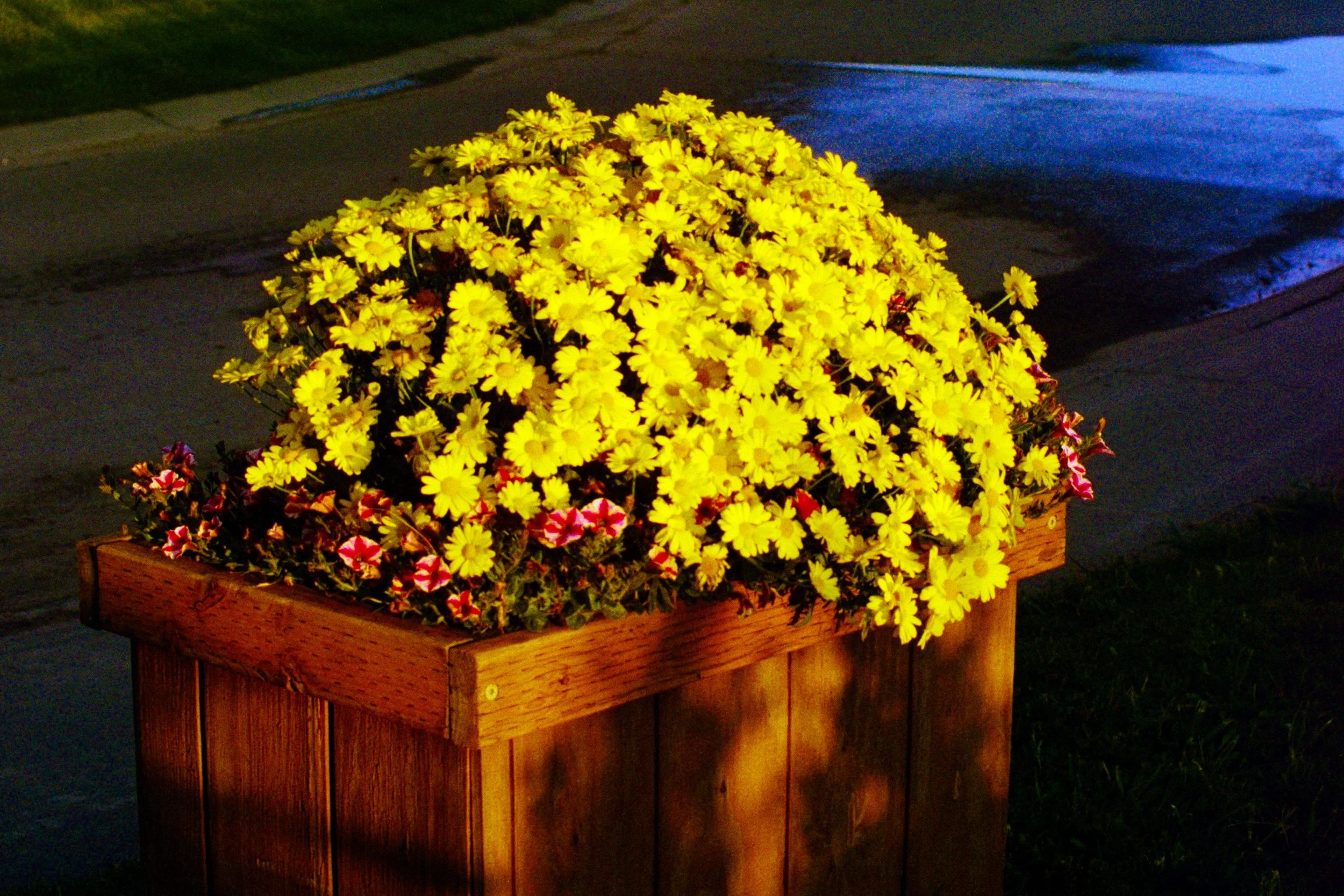 yellow flowers.jpg