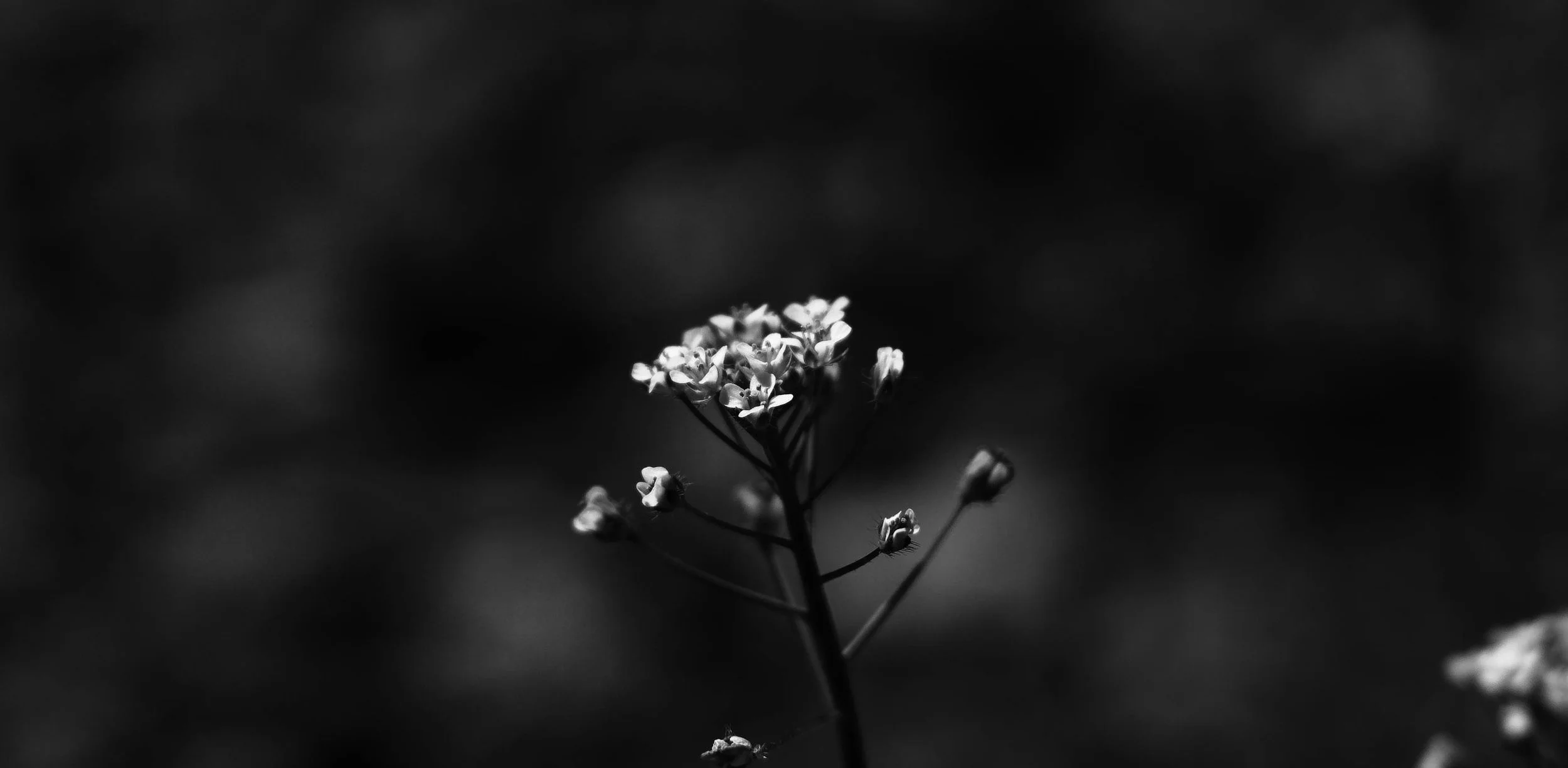 DSC_0038.jpg