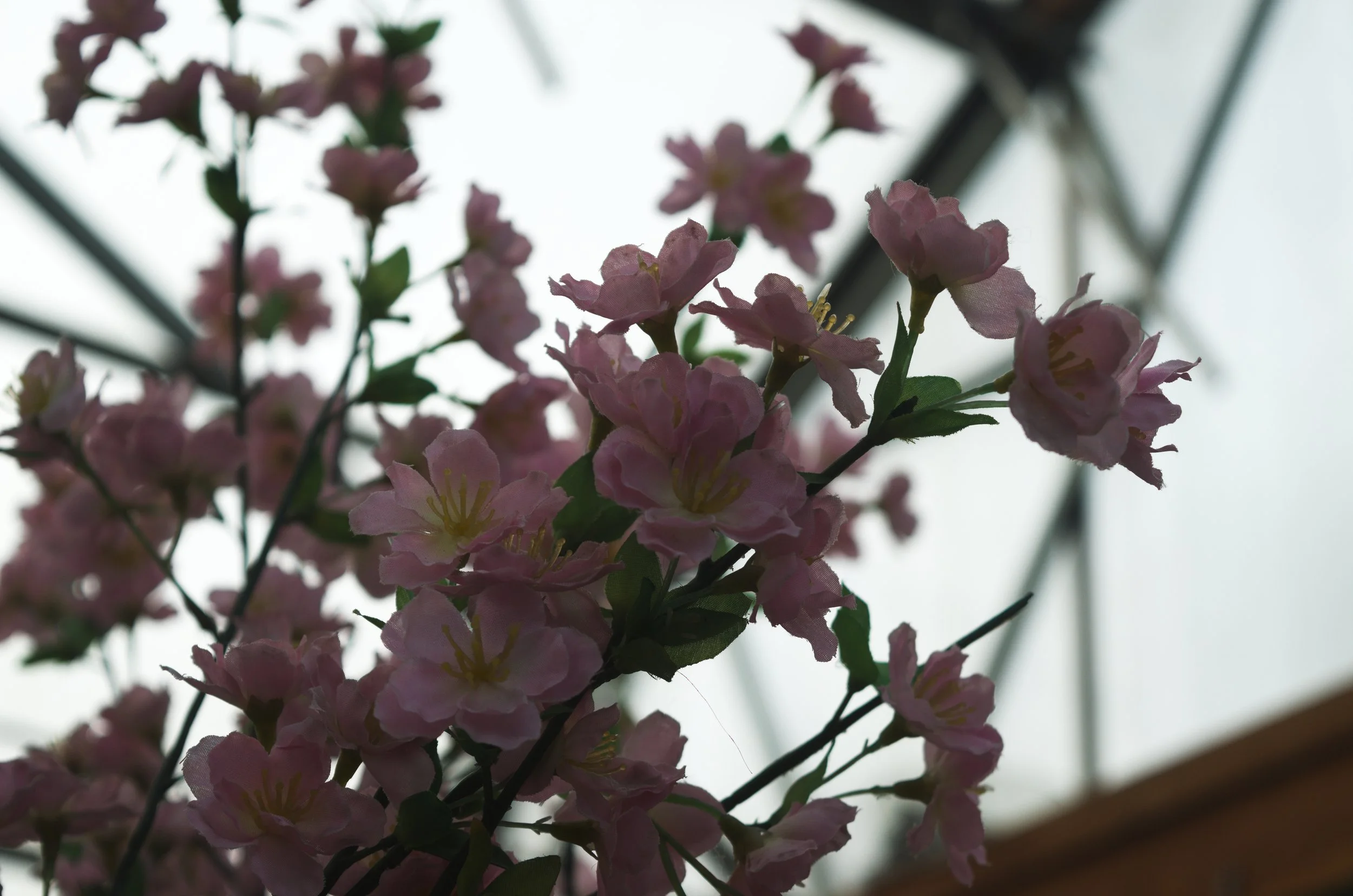 DSC_0171.jpg