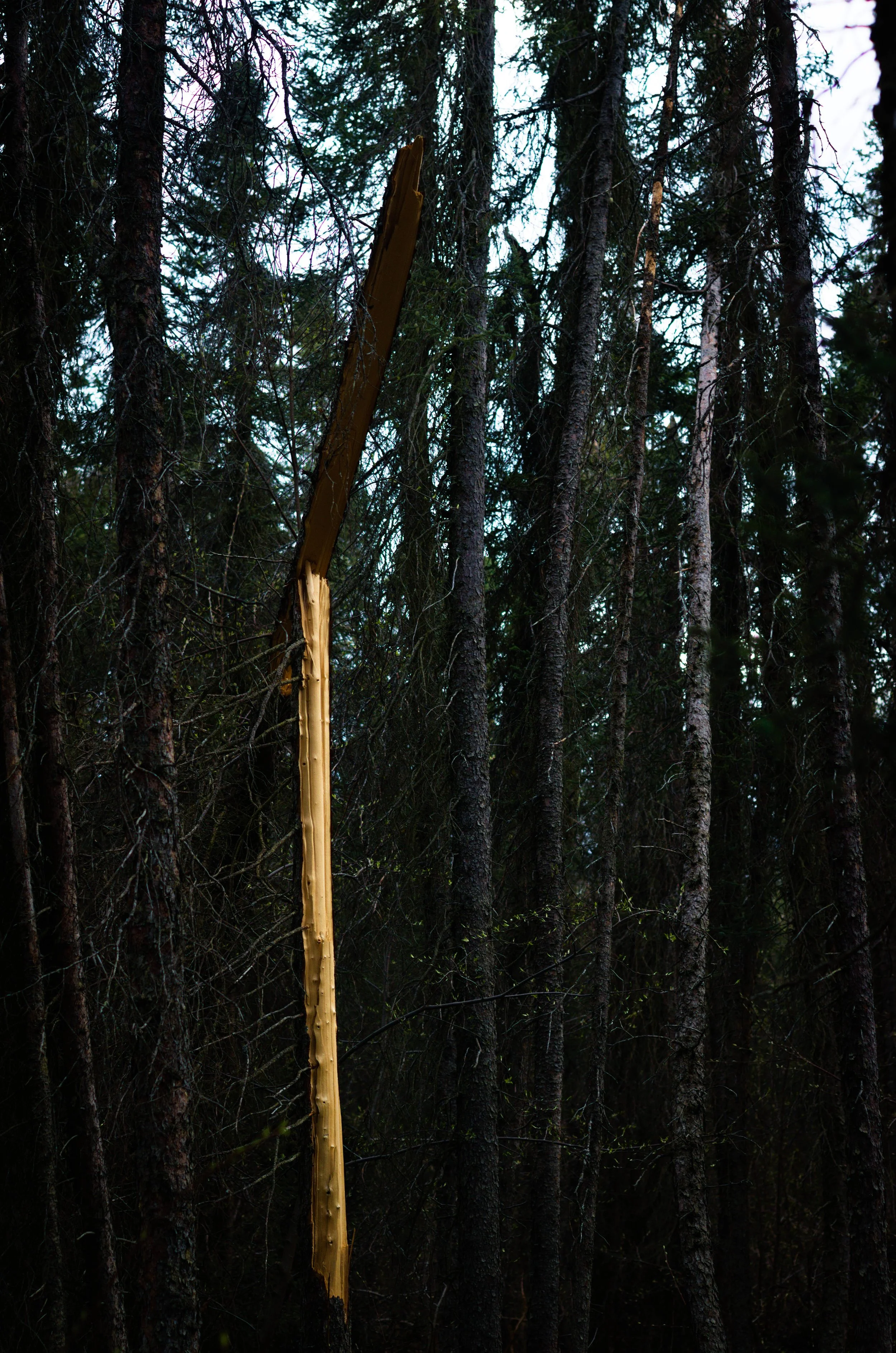 DSC_0690.jpg