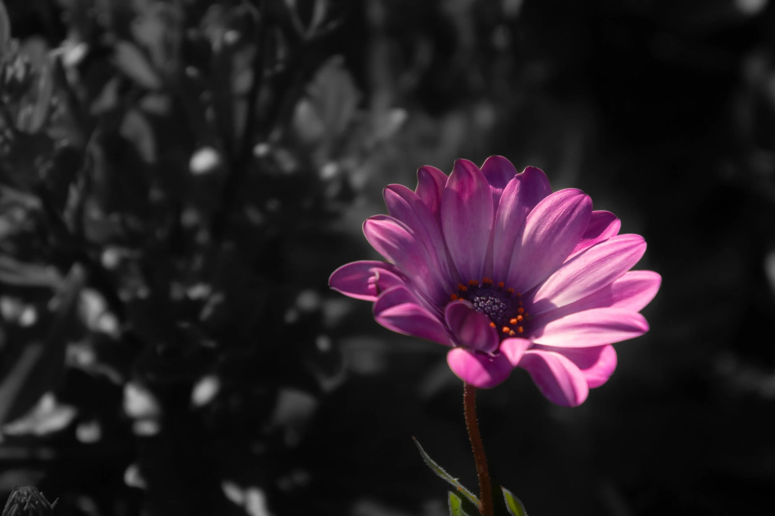 DSC09481.jpg