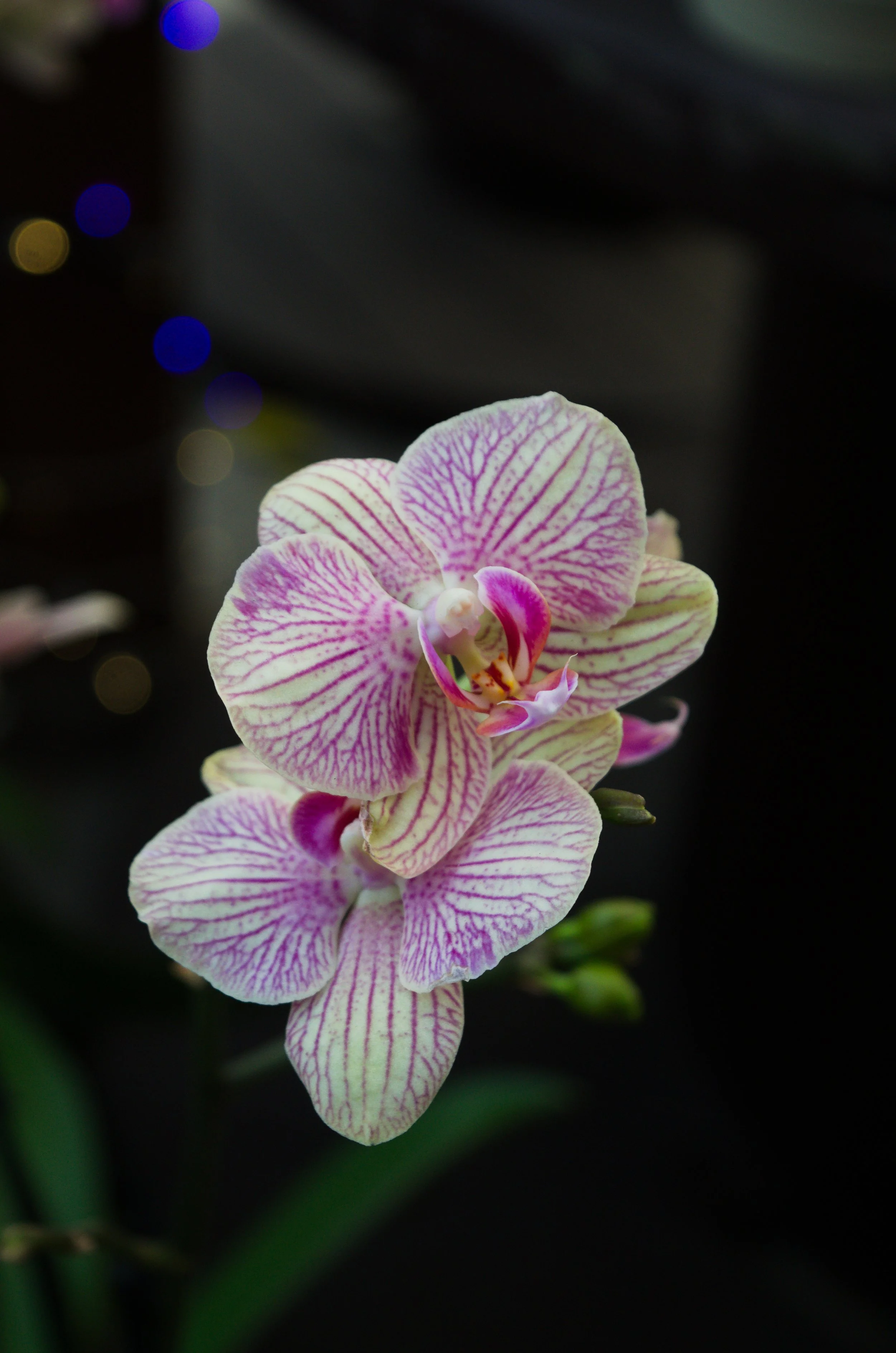 DSC_0161.jpg