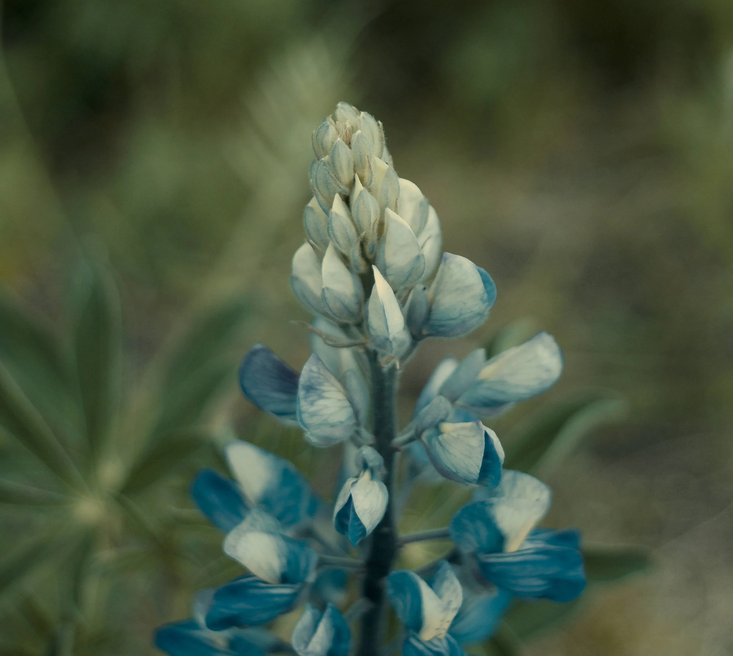 DSC_0134.jpg
