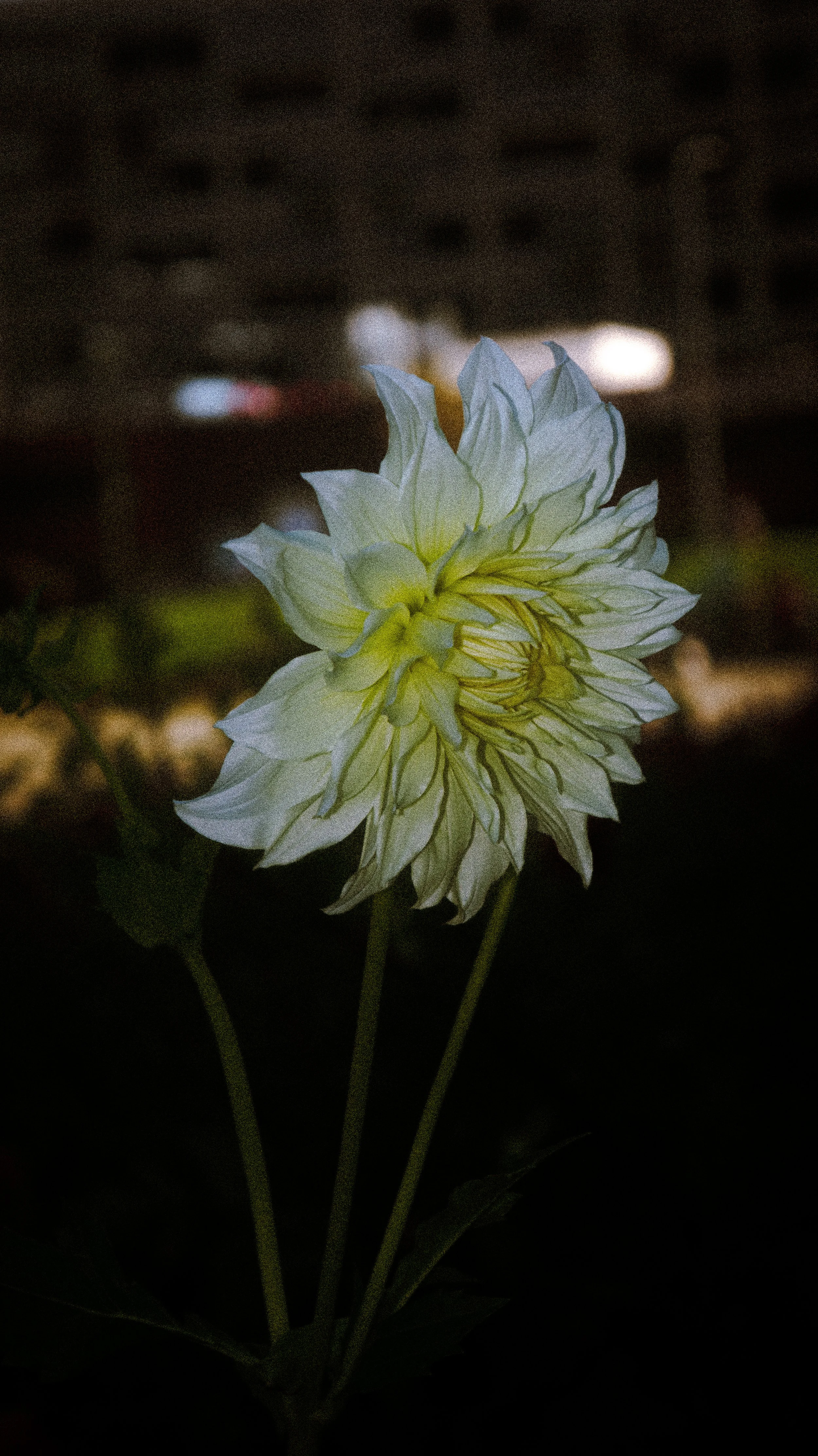 DSC09486.jpg