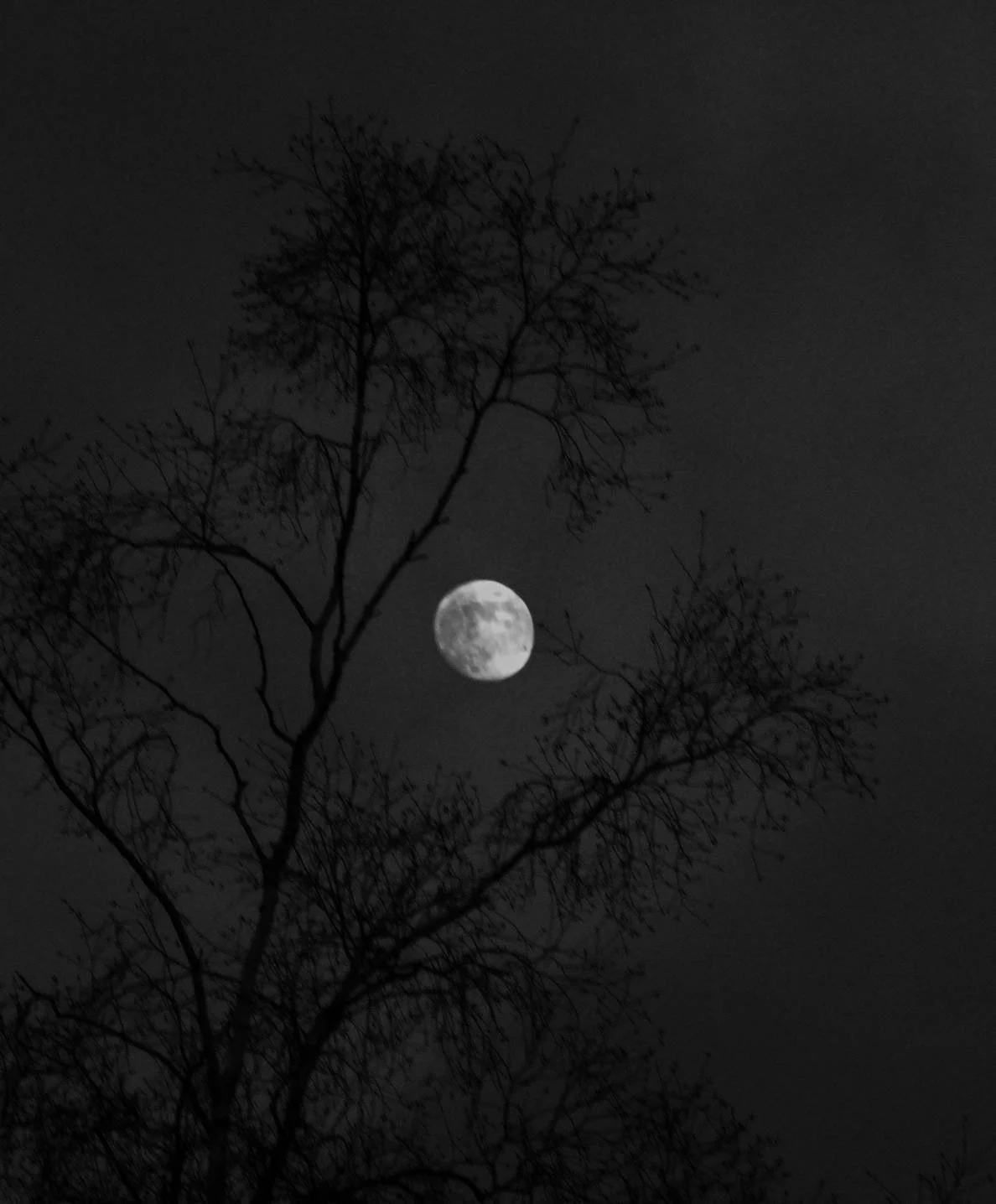 IMG_8953.jpg