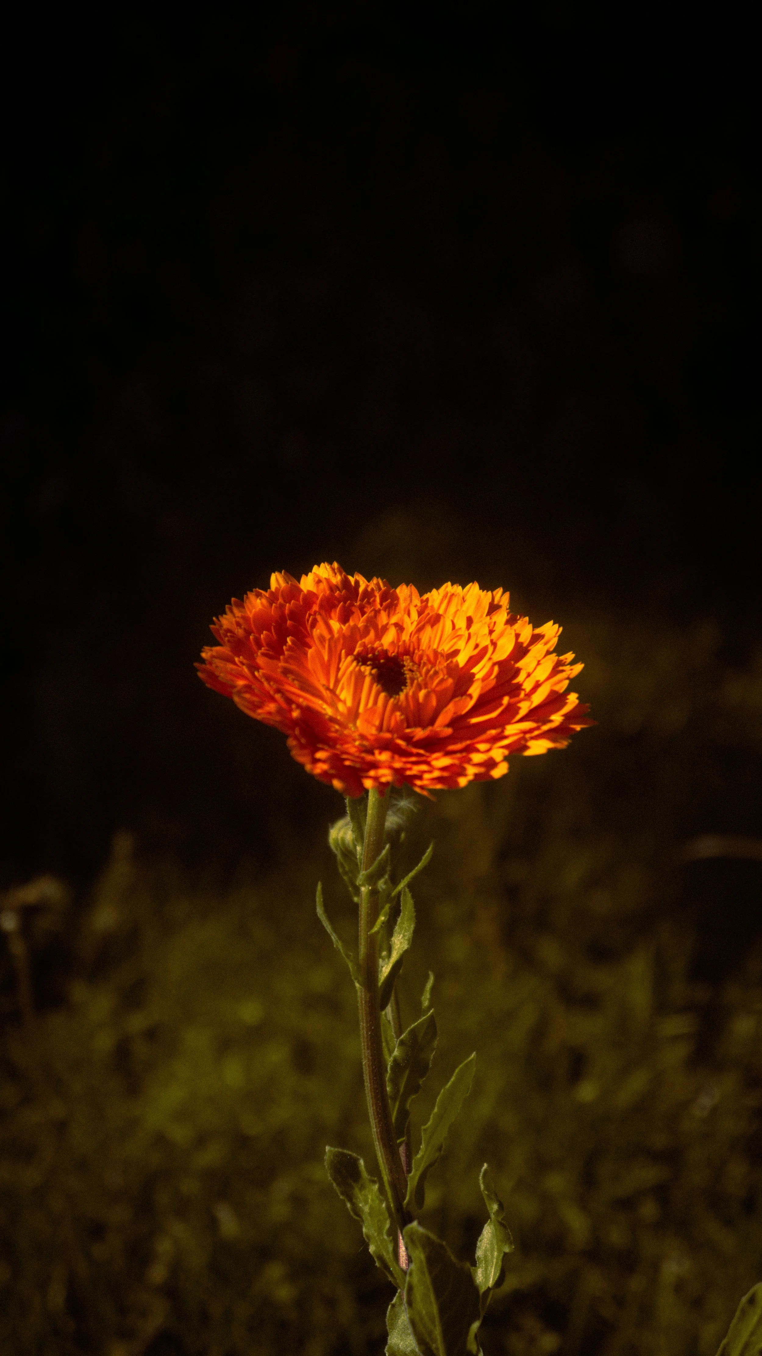 DSC09473.jpg