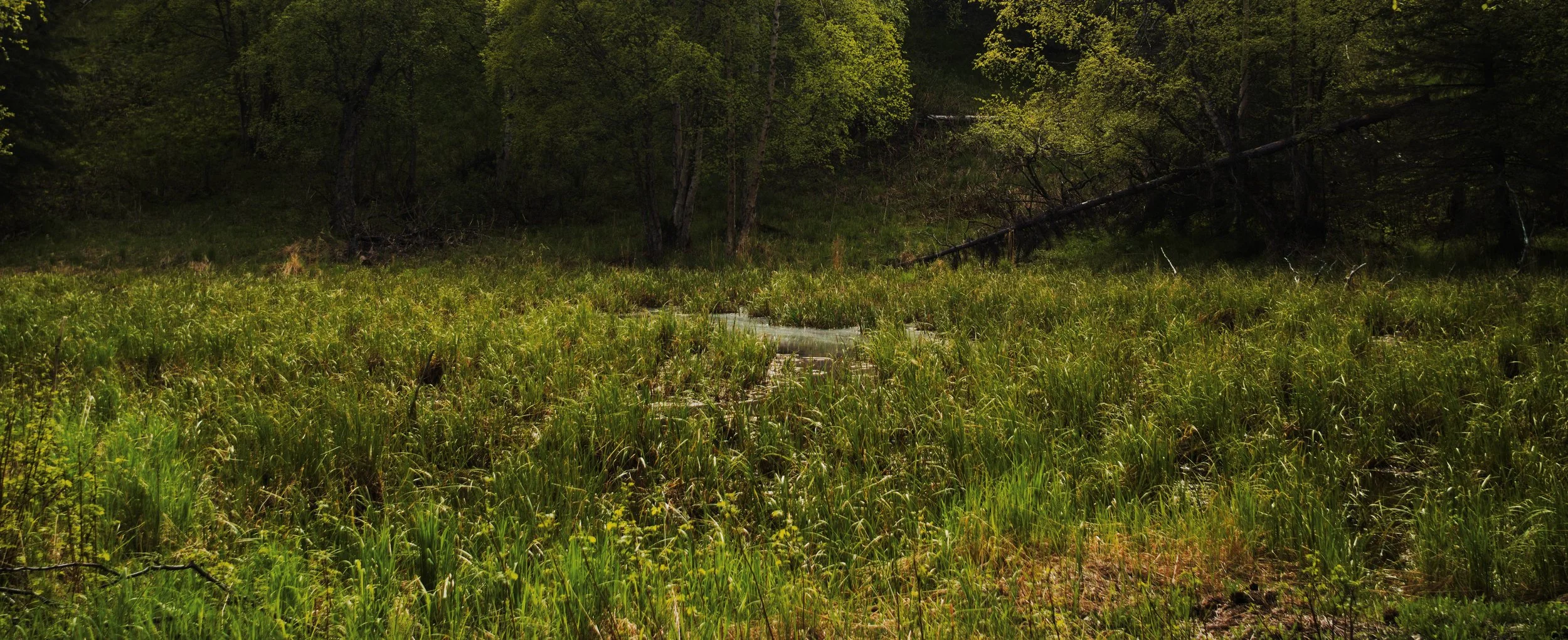 DSC_0301.jpg