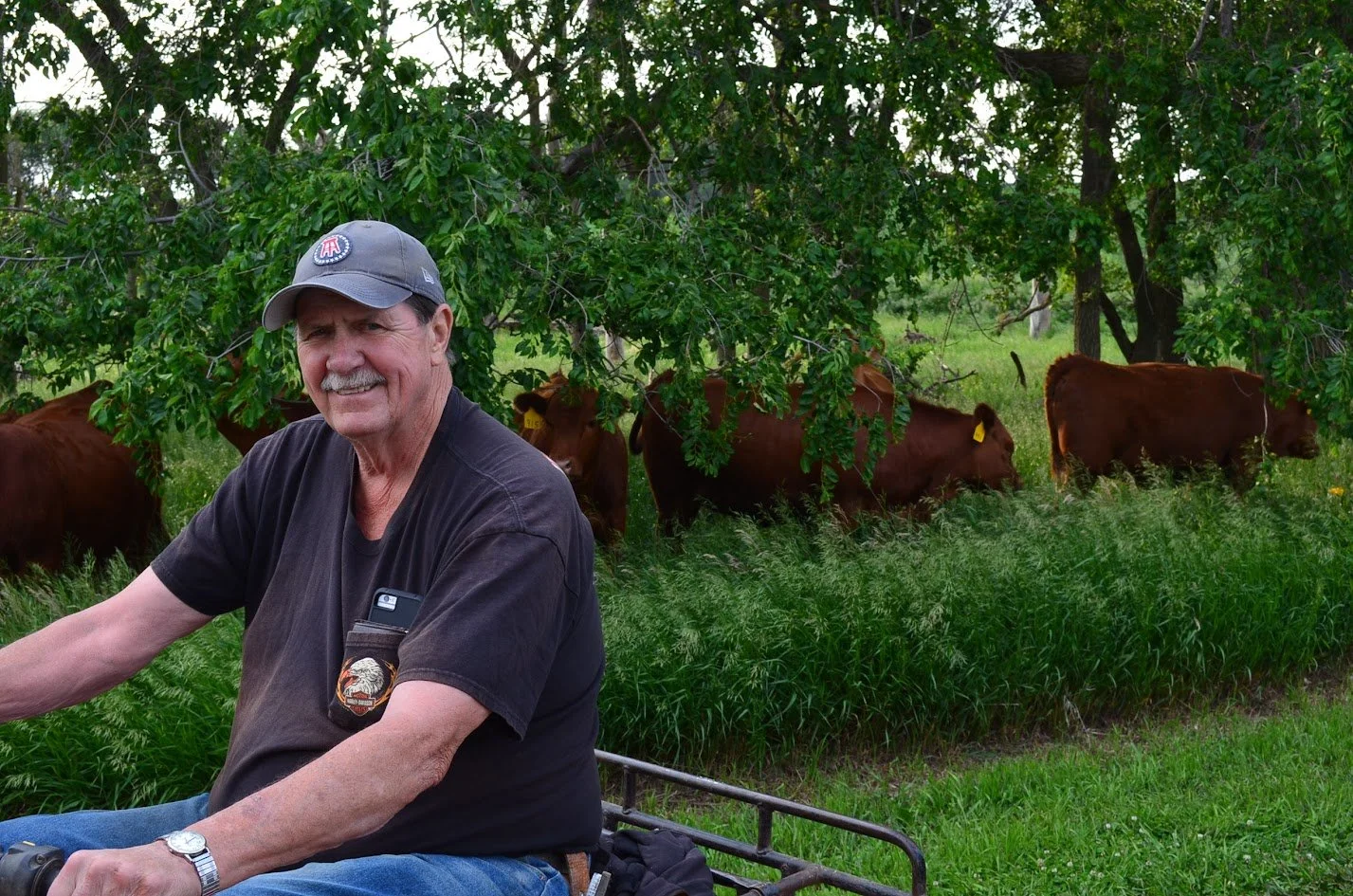 A smiling man wearing a gray baseball cap and black t-shirt riding a vehicle in a grassy field with cattle grazing under a leafy tree in the background.
