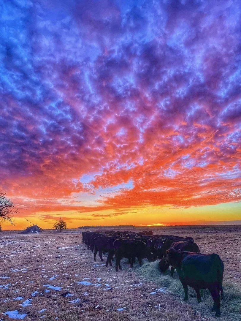 A herd of black cows grazing on a field during sunset with colorful, partly cloudy sky.