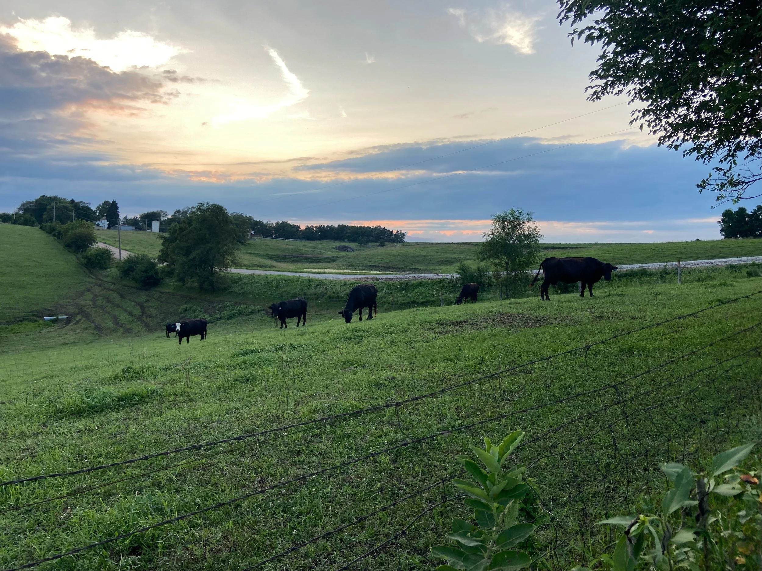 Grazing cows in a green pasture with a sunset sky and some trees in the background.
