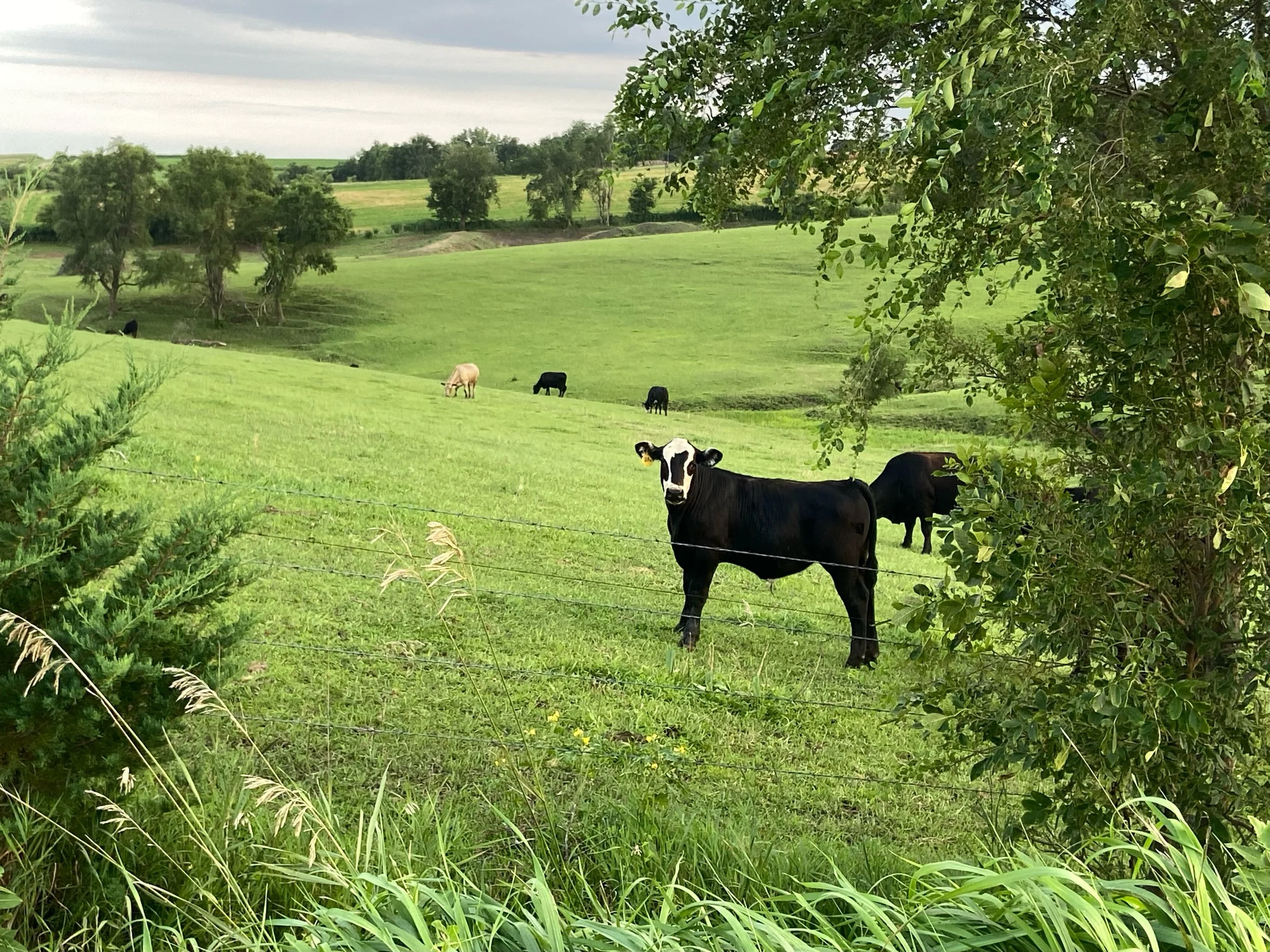 A black and white cow standing in a green pasture near a wire fence, with trees and rolling hills in the background.