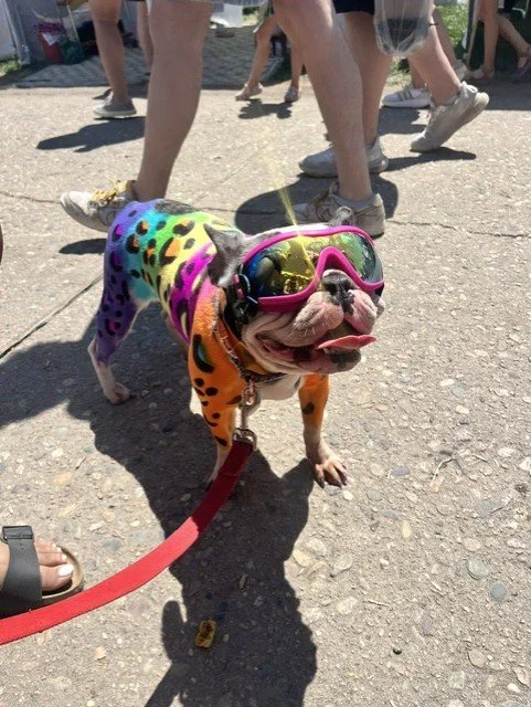 doggie 1.jfif
