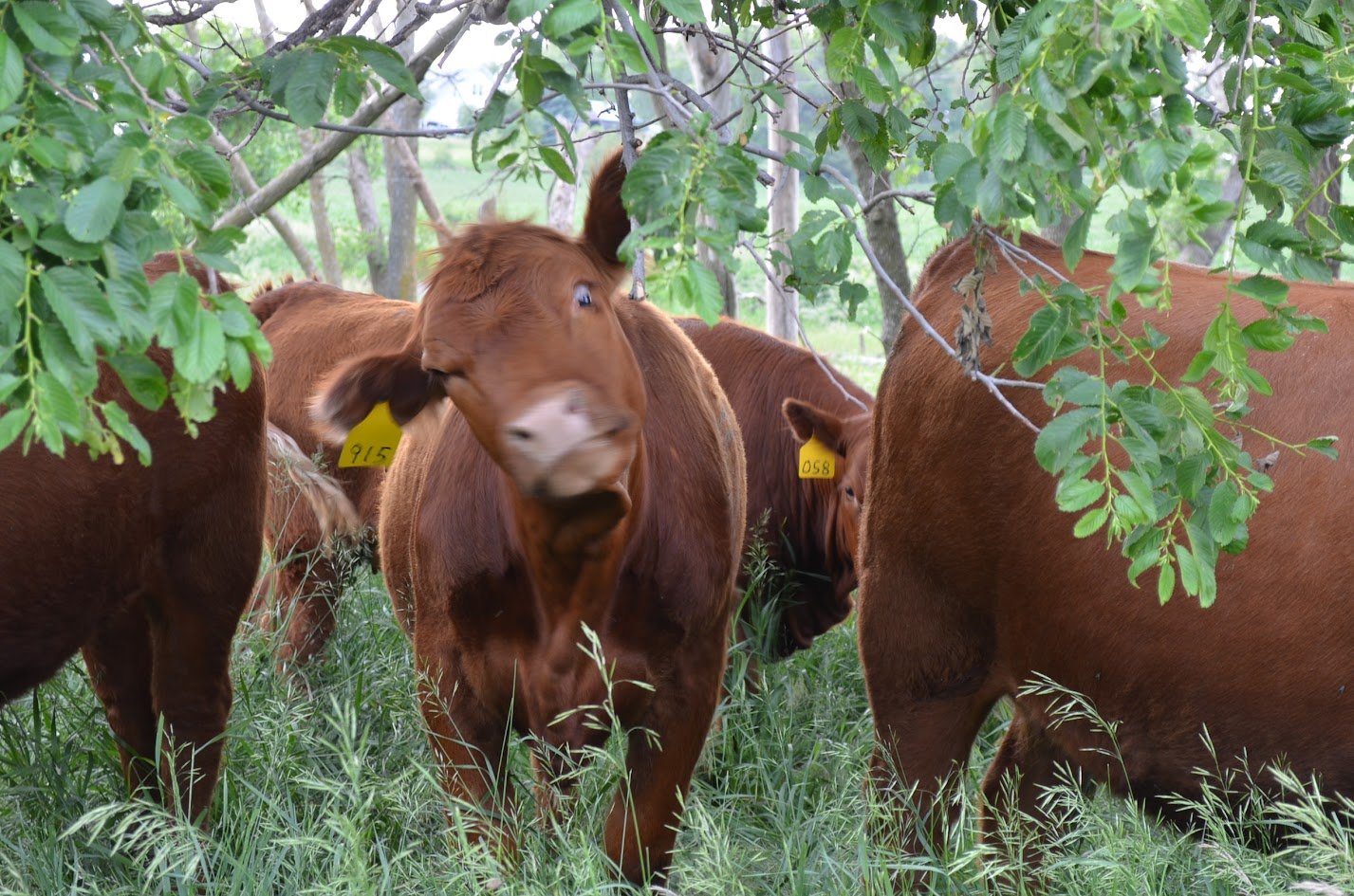 Group of brown cows standing under a leafy tree in a grassy field.